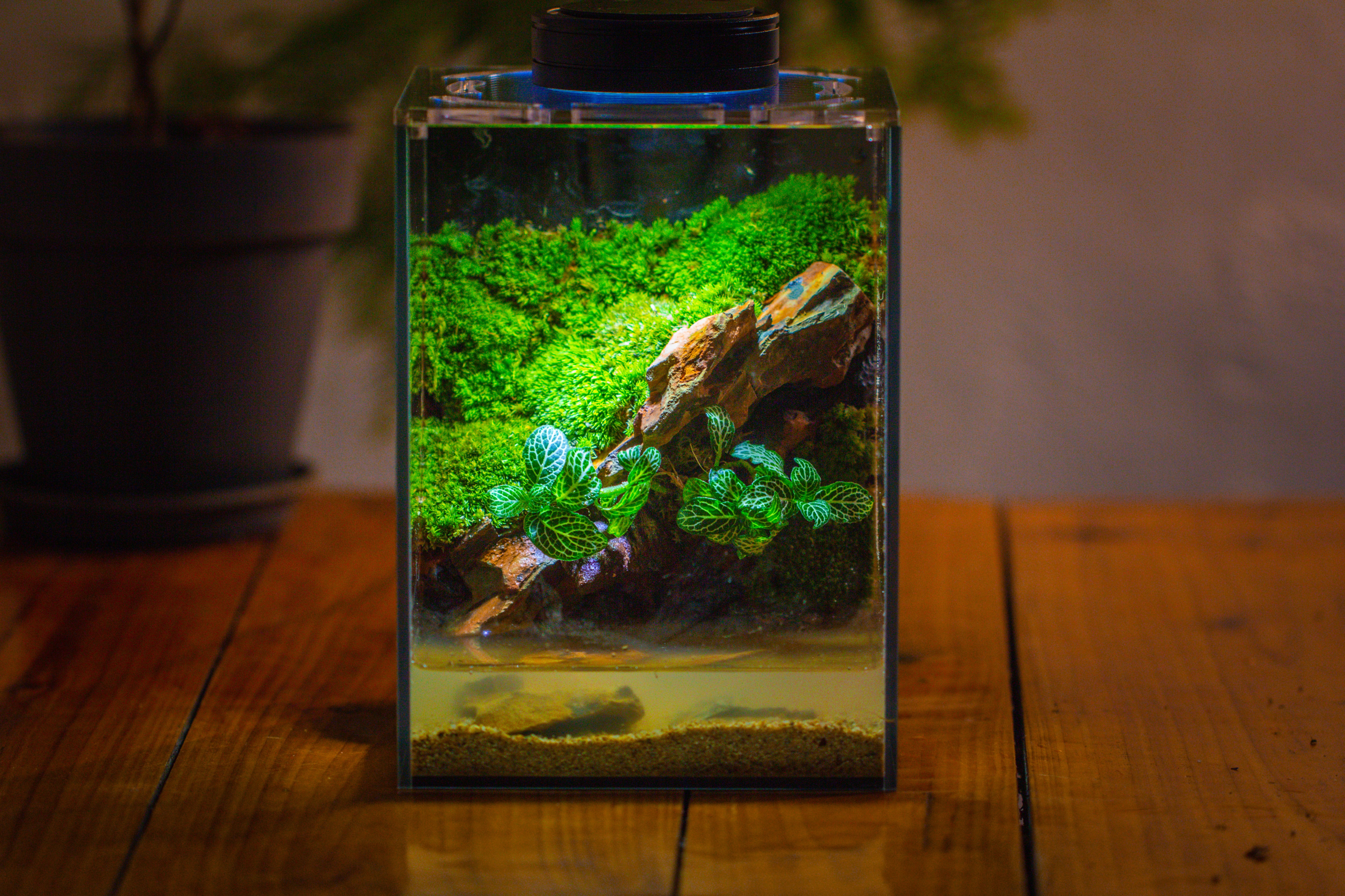 Watertight Glass Terrarium with LED Grow Light, Acrylic Lid for Moss Wall, vertical planting -15x15x20cm / 5.9x5.9x7.8 - NCYPgarden