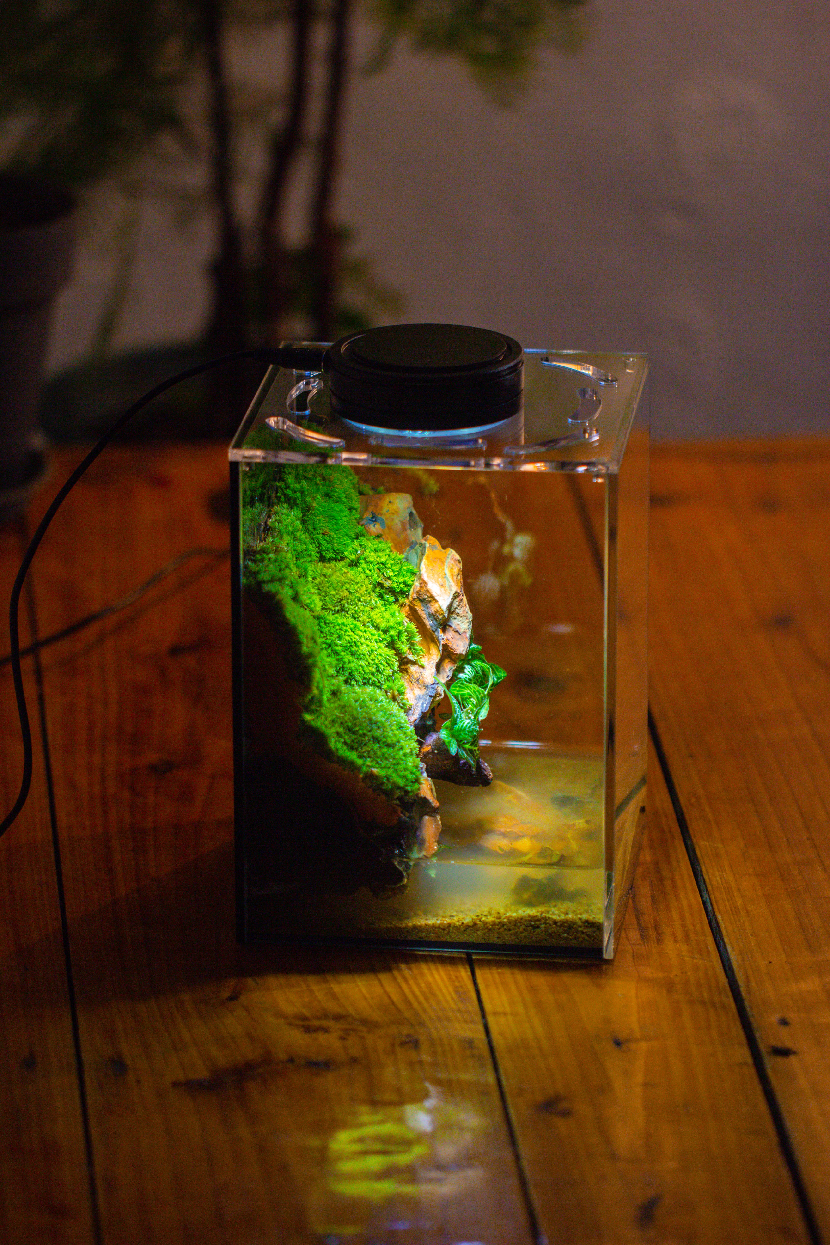 Watertight Glass Terrarium with LED Grow Light, Acrylic Lid for Moss Wall, vertical planting -15x15x20cm / 5.9x5.9x7.8 - NCYPgarden