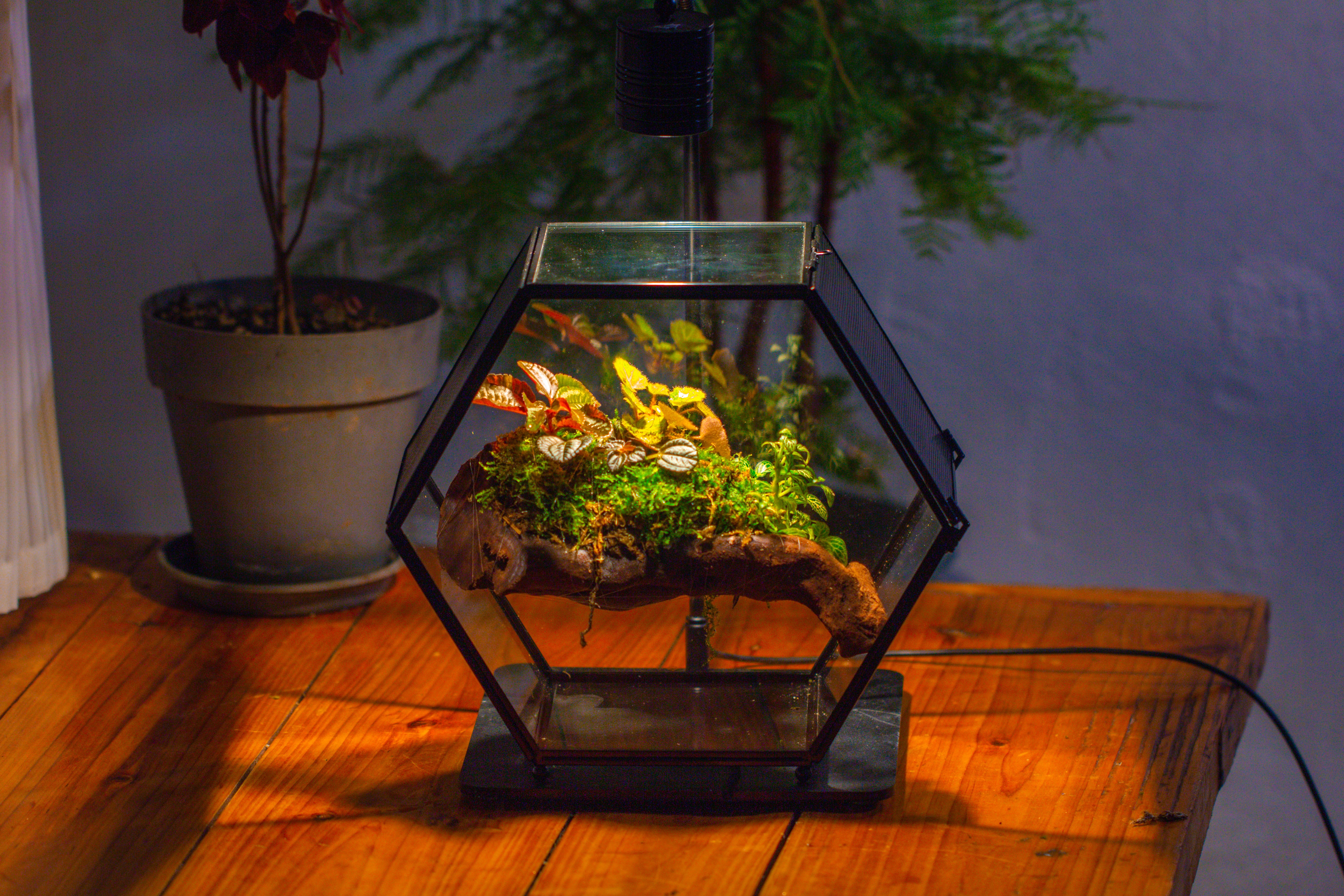 Handmade Hexagon Glass Geometric Terrarium Enclosure with Mesh Vents for Small Insects - NCYPgarden