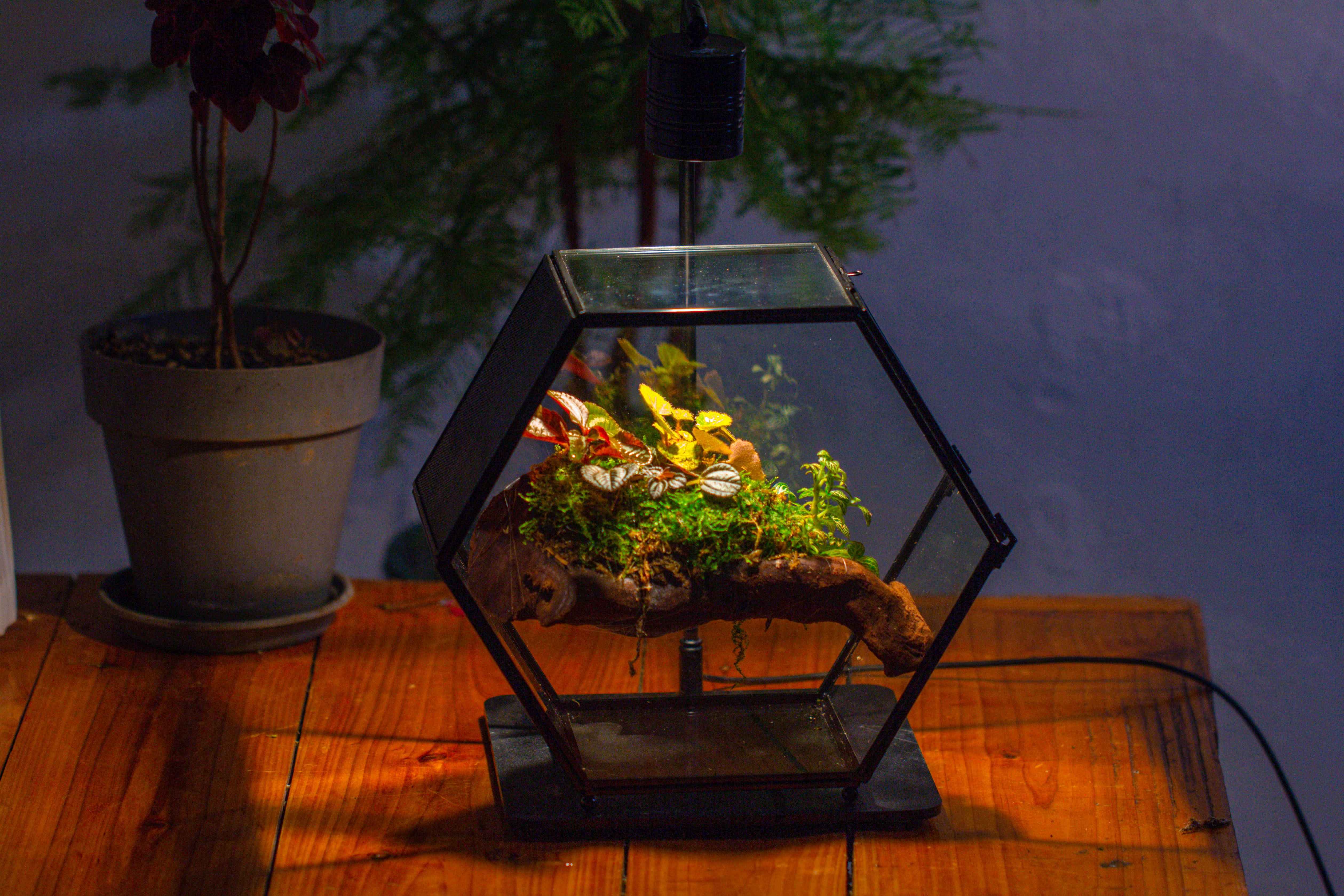 Handmade Hexagon Glass Geometric Terrarium Enclosure with Mesh Vents for Small Insects - NCYPgarden