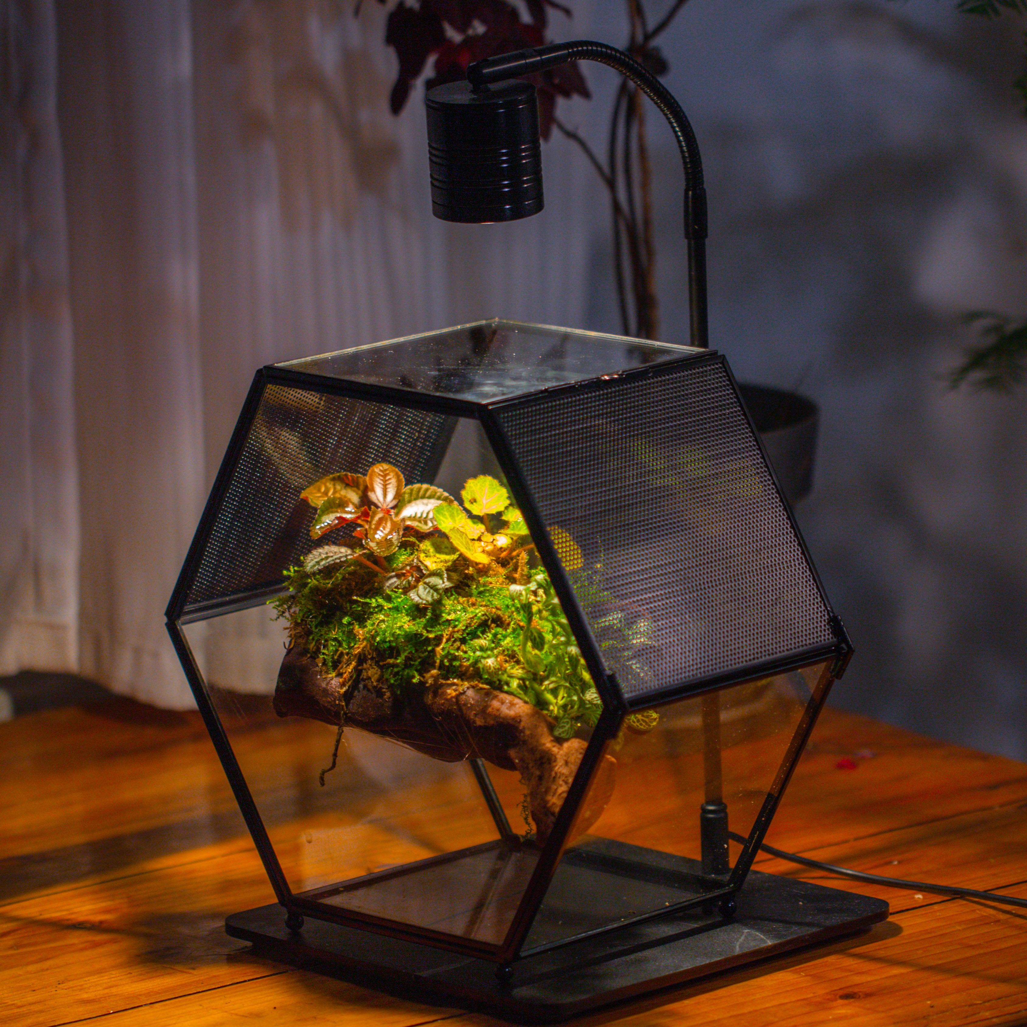 Handmade Hexagon Glass Geometric Terrarium Enclosure with Mesh Vents for Small Insects - NCYPgarden