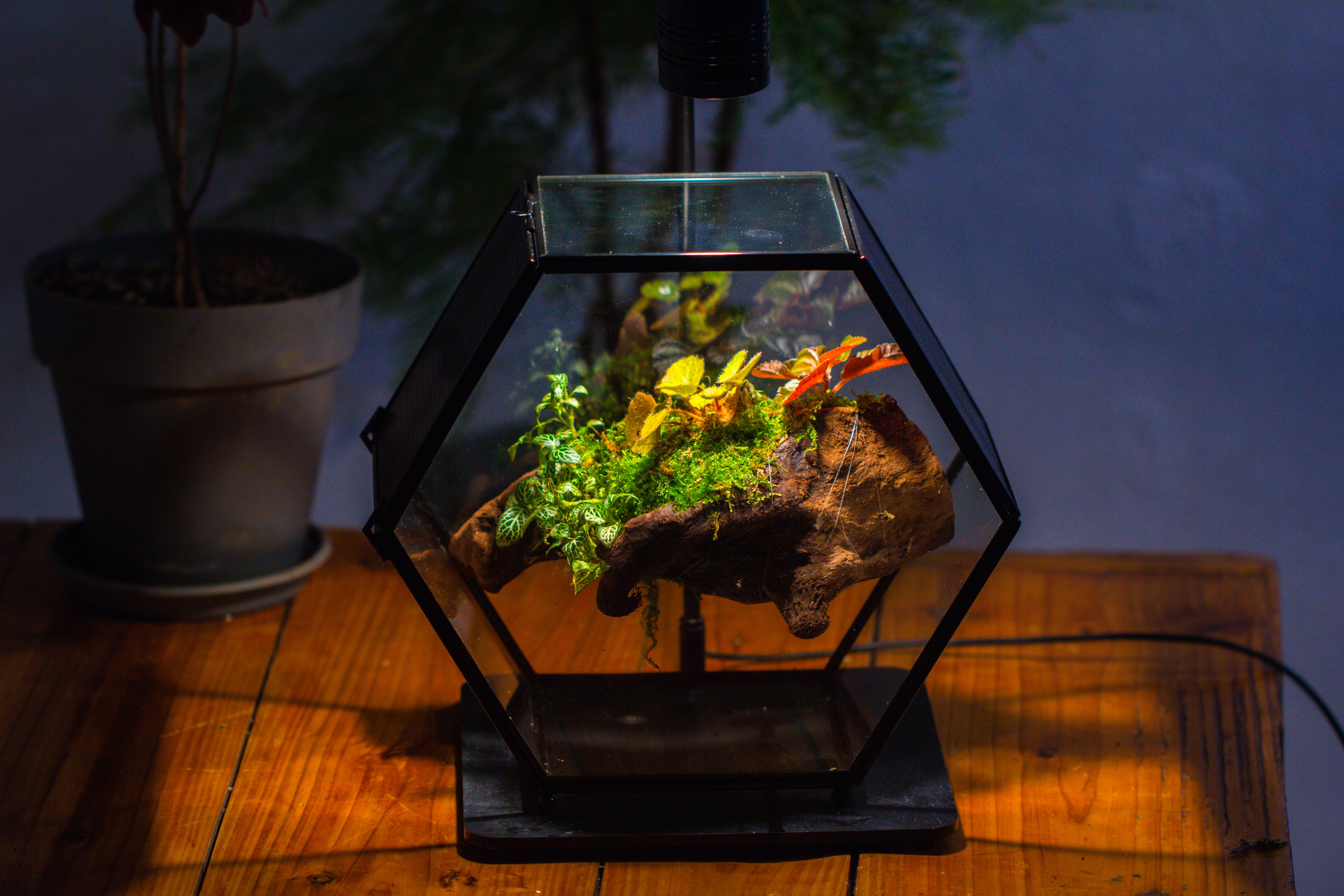 Handmade Hexagon Glass Geometric Terrarium Enclosure with Mesh Vents for Small Insects - NCYPgarden