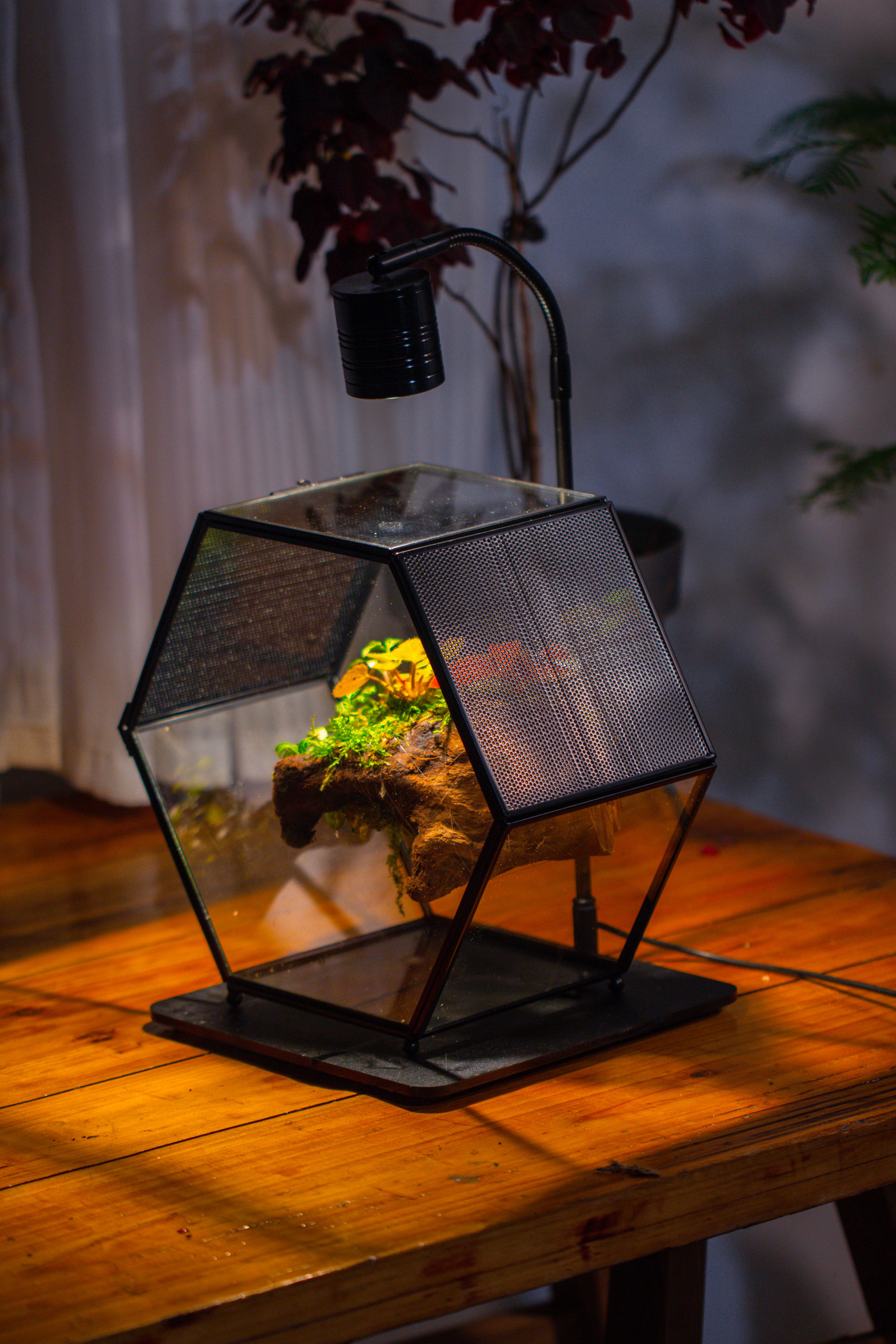 Handmade Hexagon Glass Geometric Terrarium Enclosure with Mesh Vents for Small Insects - NCYPgarden