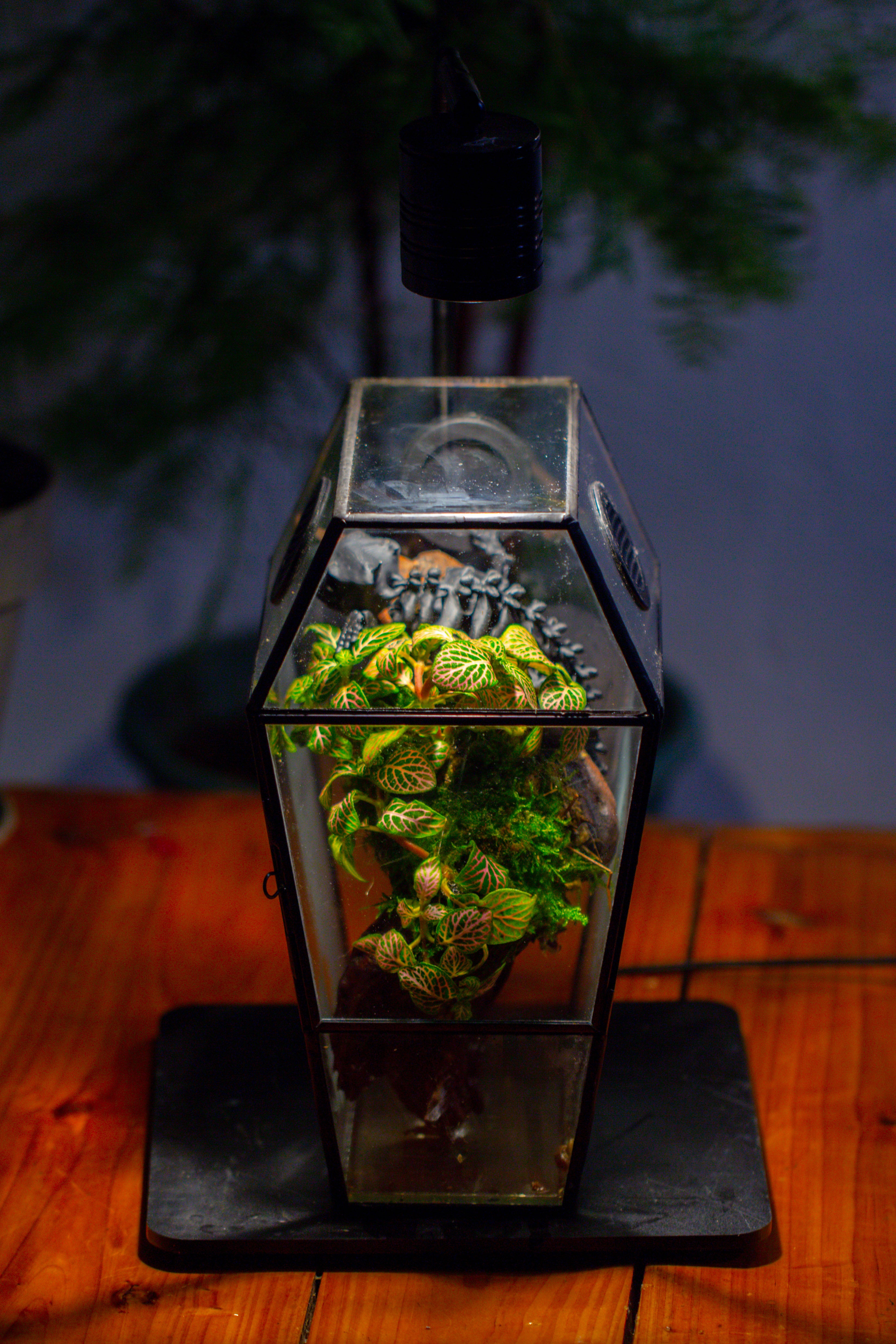 Coffin-Shaped Tin Glass Terrarium Enclosure, Gothic Style, for Jumping Spider, Insects, Snails - NCYPgarden