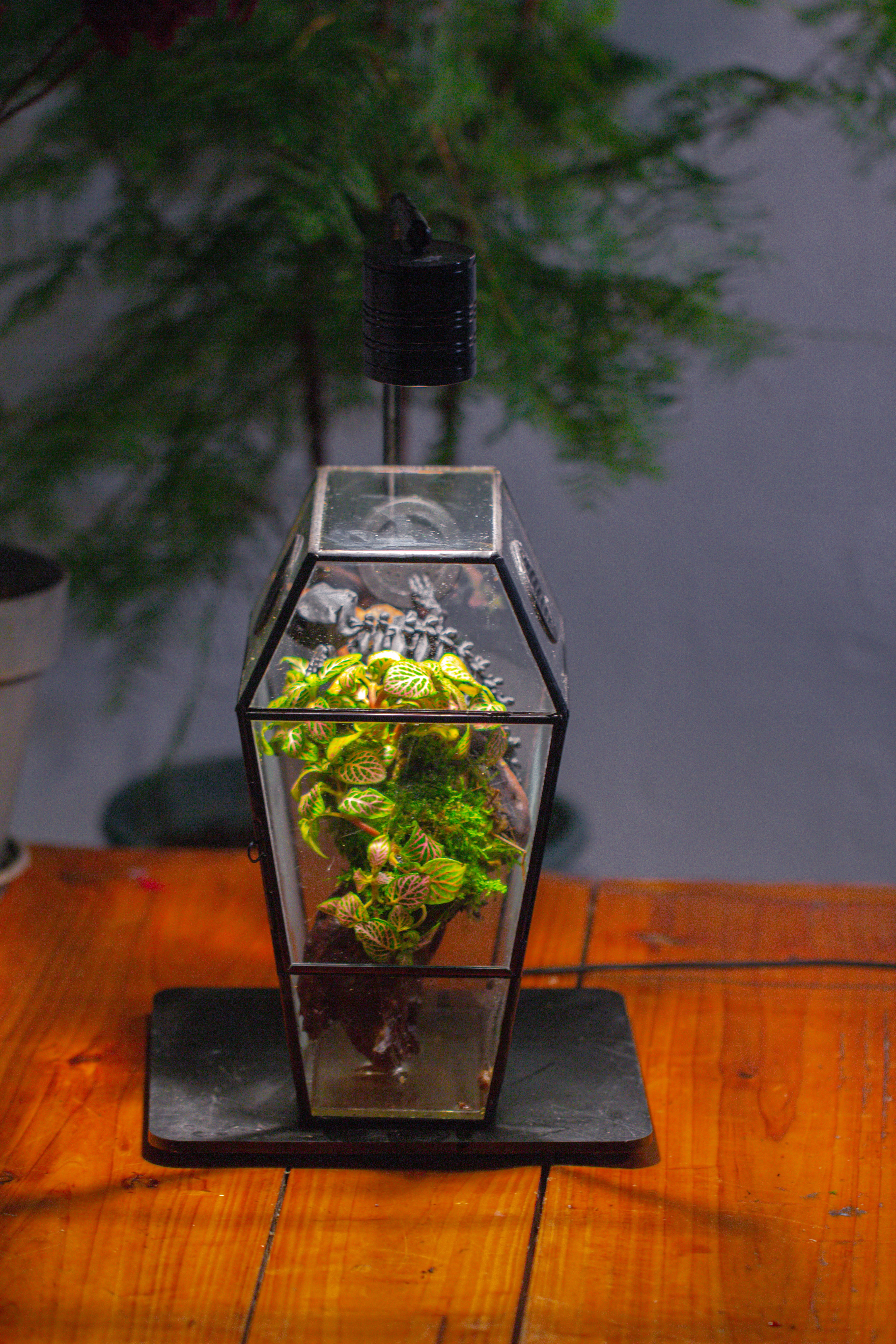 Coffin-Shaped Tin Glass Terrarium Enclosure, Gothic Style, for Jumping Spider, Insects, Snails - NCYPgarden