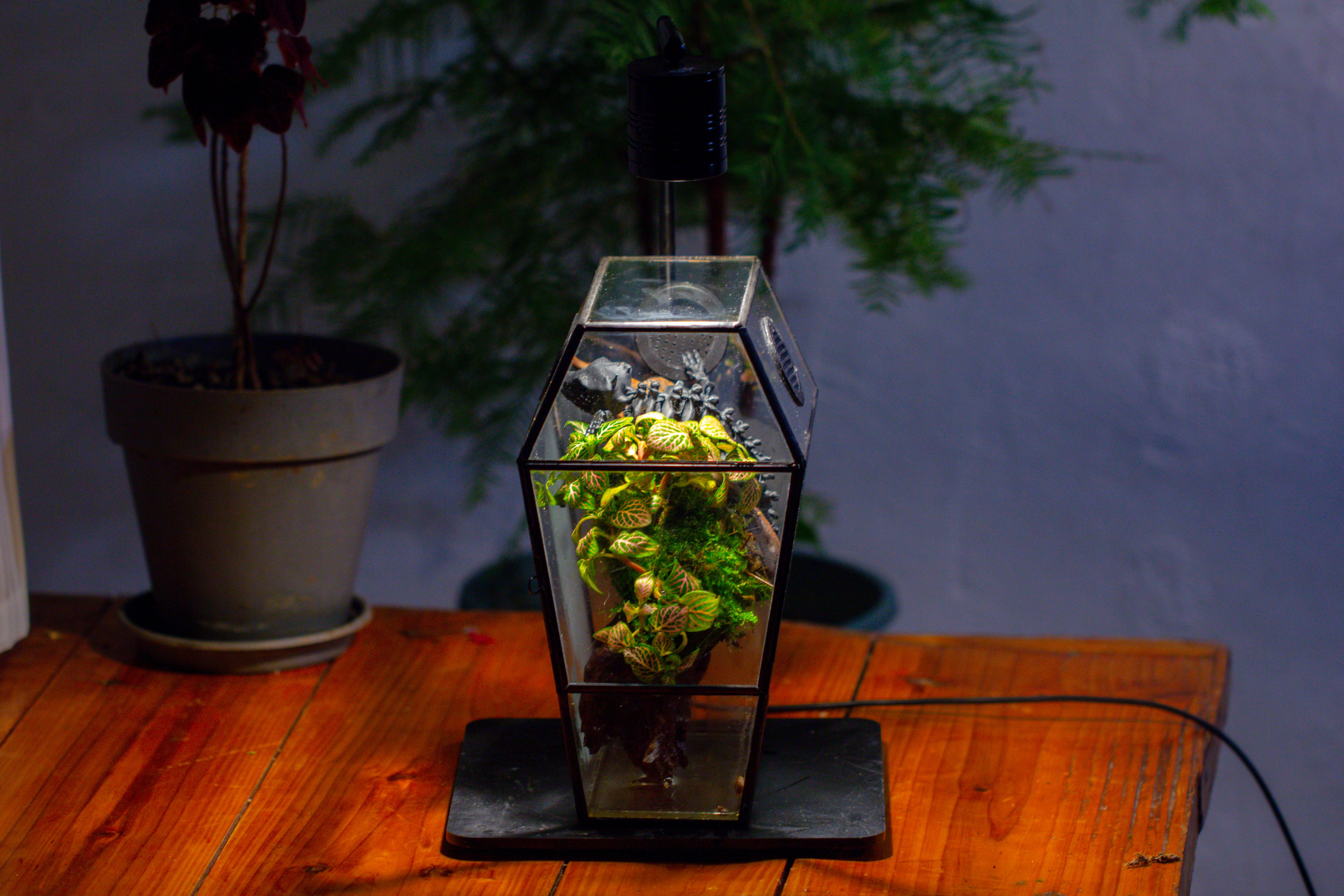 Coffin-Shaped Tin Glass Terrarium Enclosure, Gothic Style, for Jumping Spider, Insects, Snails - NCYPgarden