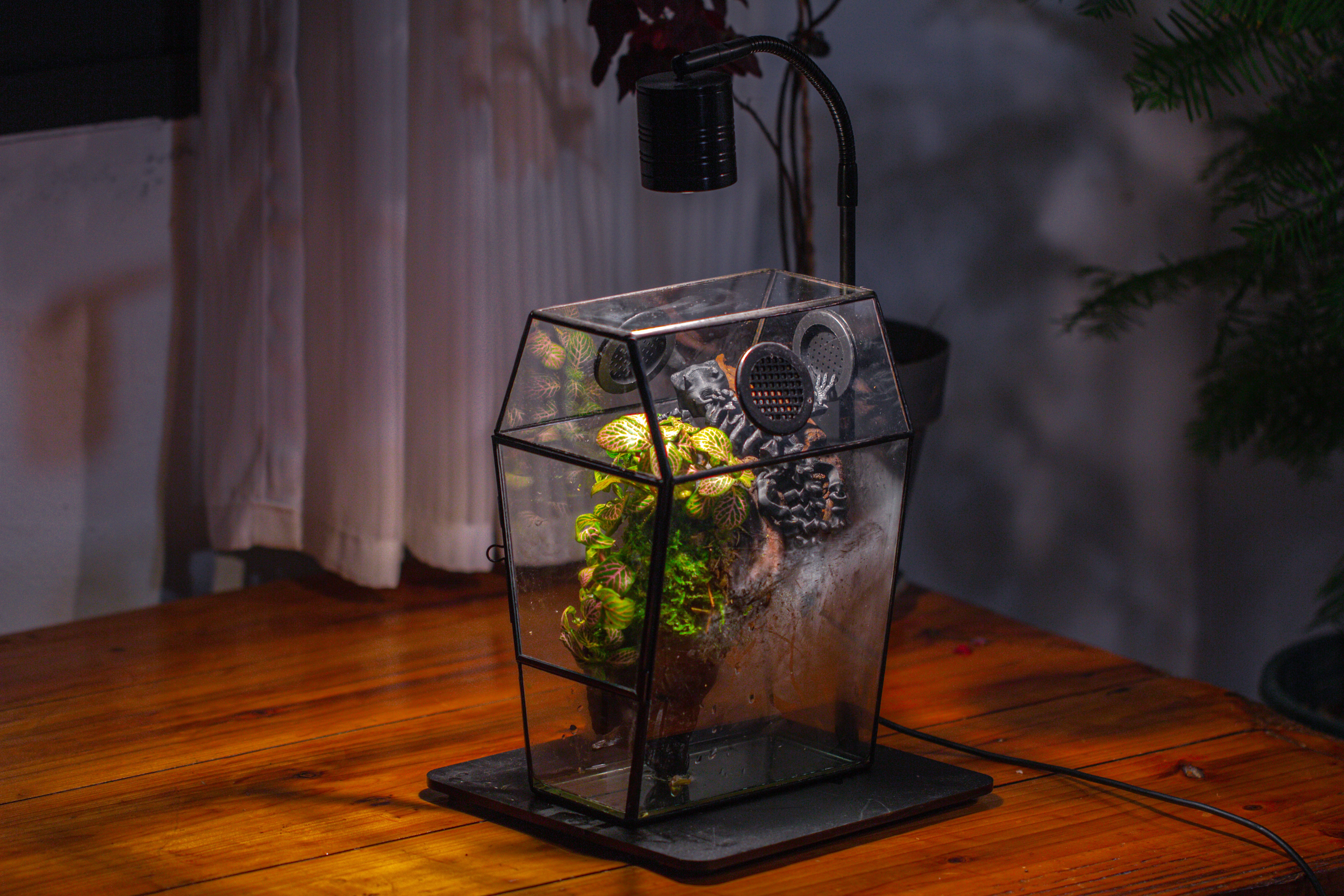 Coffin-Shaped Tin Glass Terrarium Enclosure, Gothic Style, for Jumping Spider, Insects, Snails - NCYPgarden