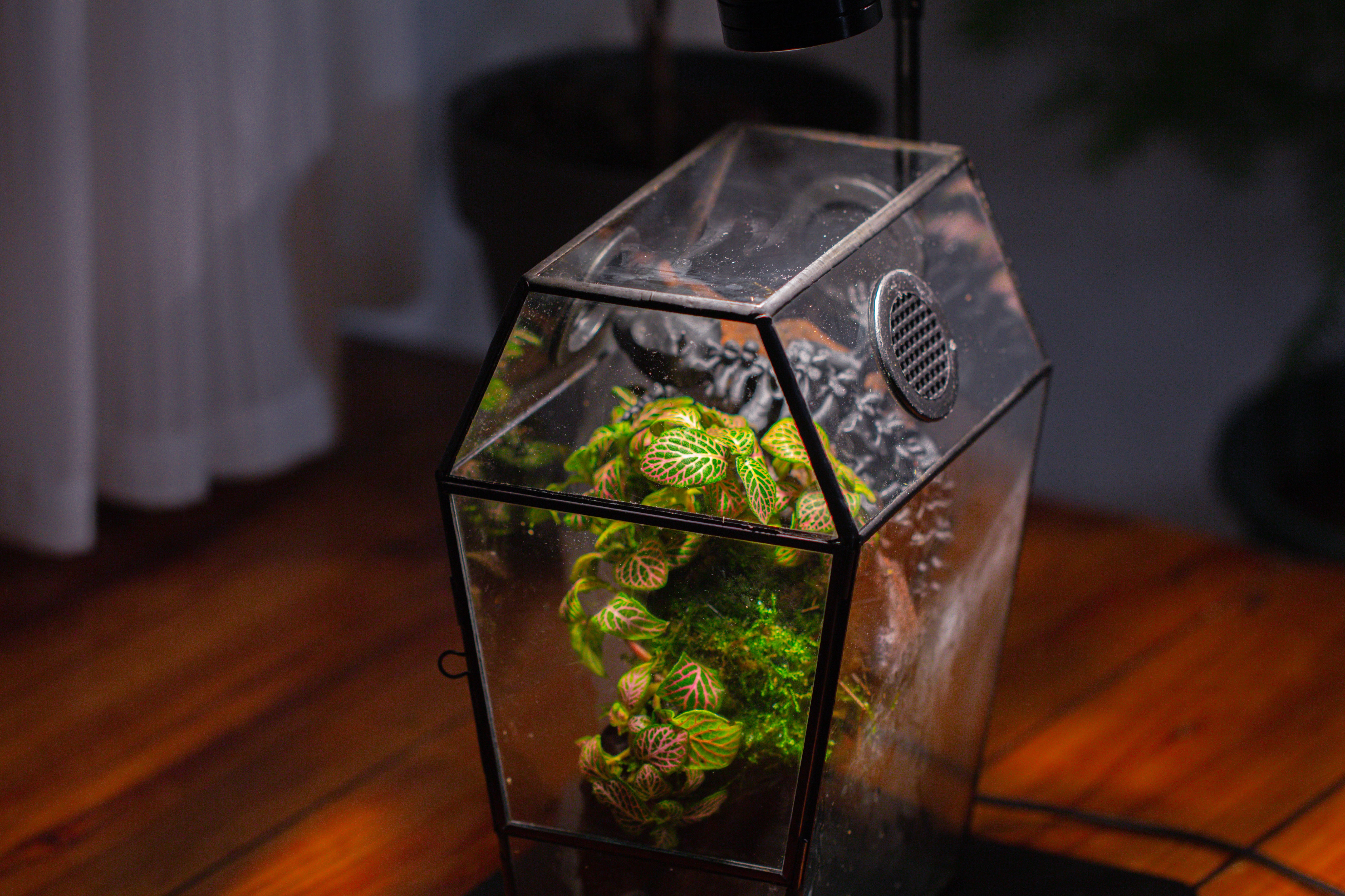 Coffin-Shaped Tin Glass Terrarium Enclosure, Gothic Style, for Jumping Spider, Insects, Snails - NCYPgarden