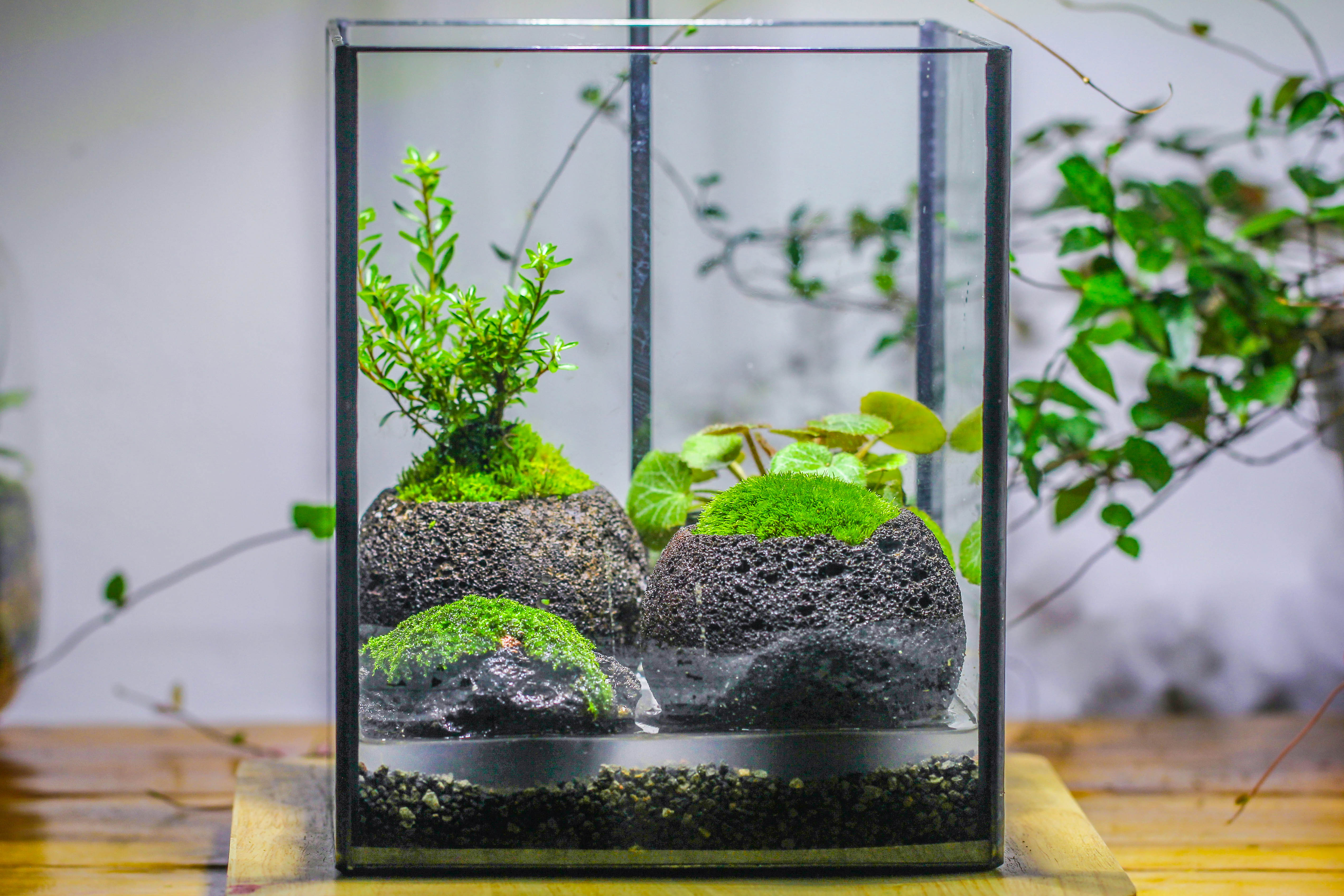 Porous Black Horticultural Lava Rocks, for terrarium drainage control, the bottom layer of the moss terrarium - NCYPgarden