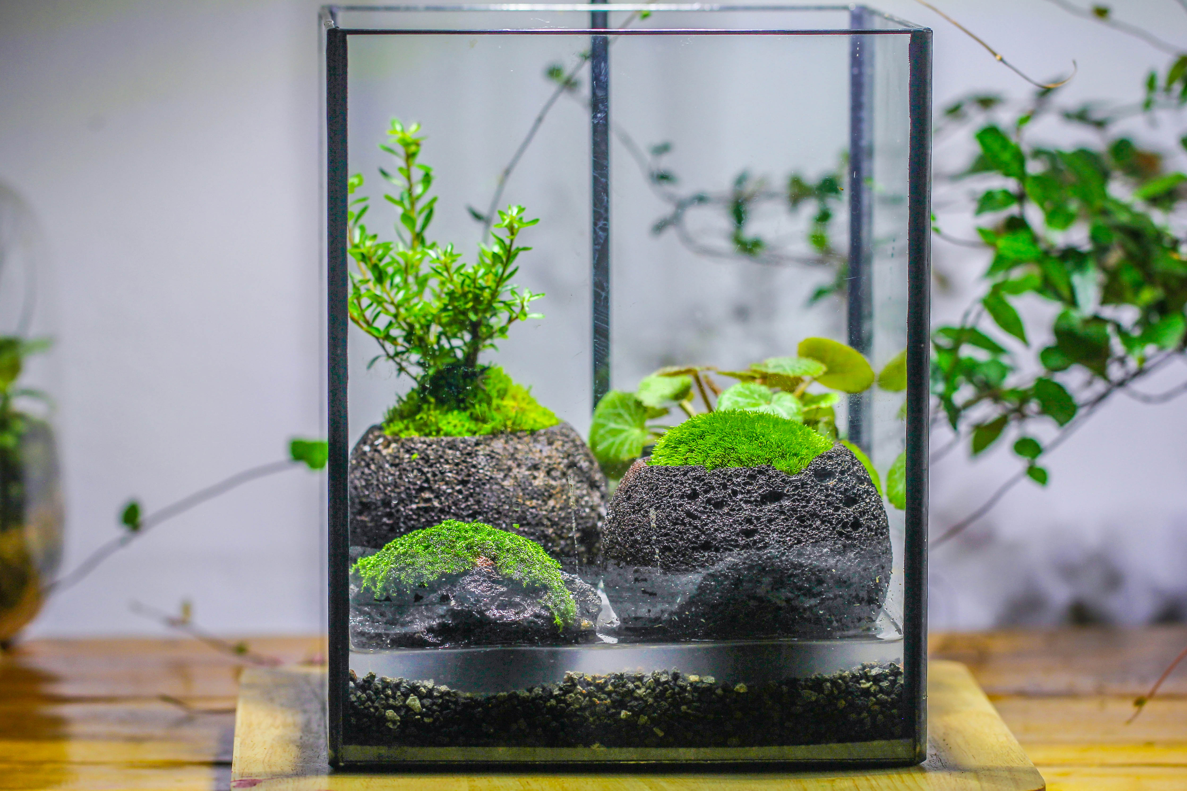 NCYP Watertight Open Geometric Glass Tin Terrarium, for small waterpond, Bog, moss landscape, Water pond, Carnivorous Plants - NCYPgarden