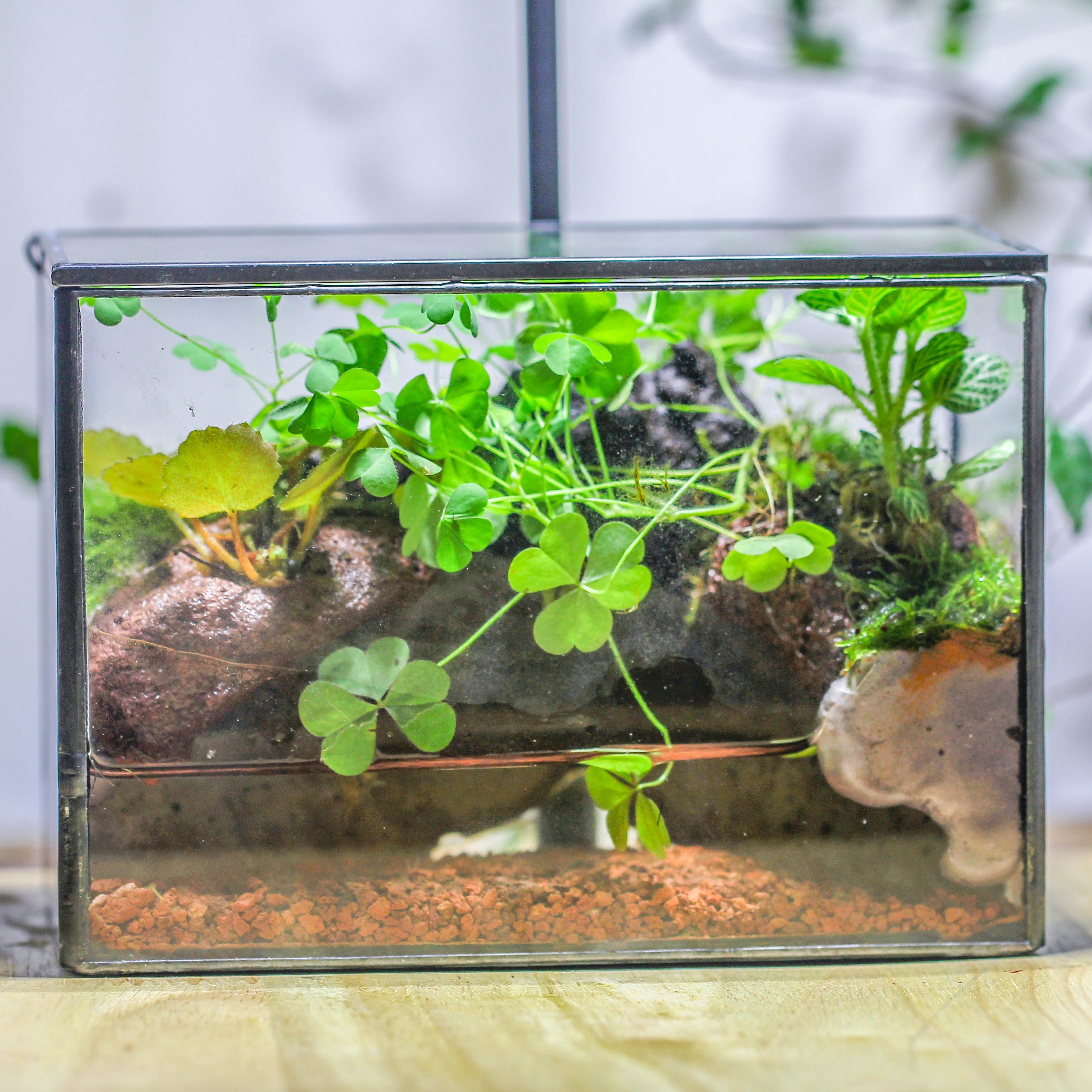 NCYP Watertight Close Small Rectangle Geometric Glass Tin Terrarium, f ...