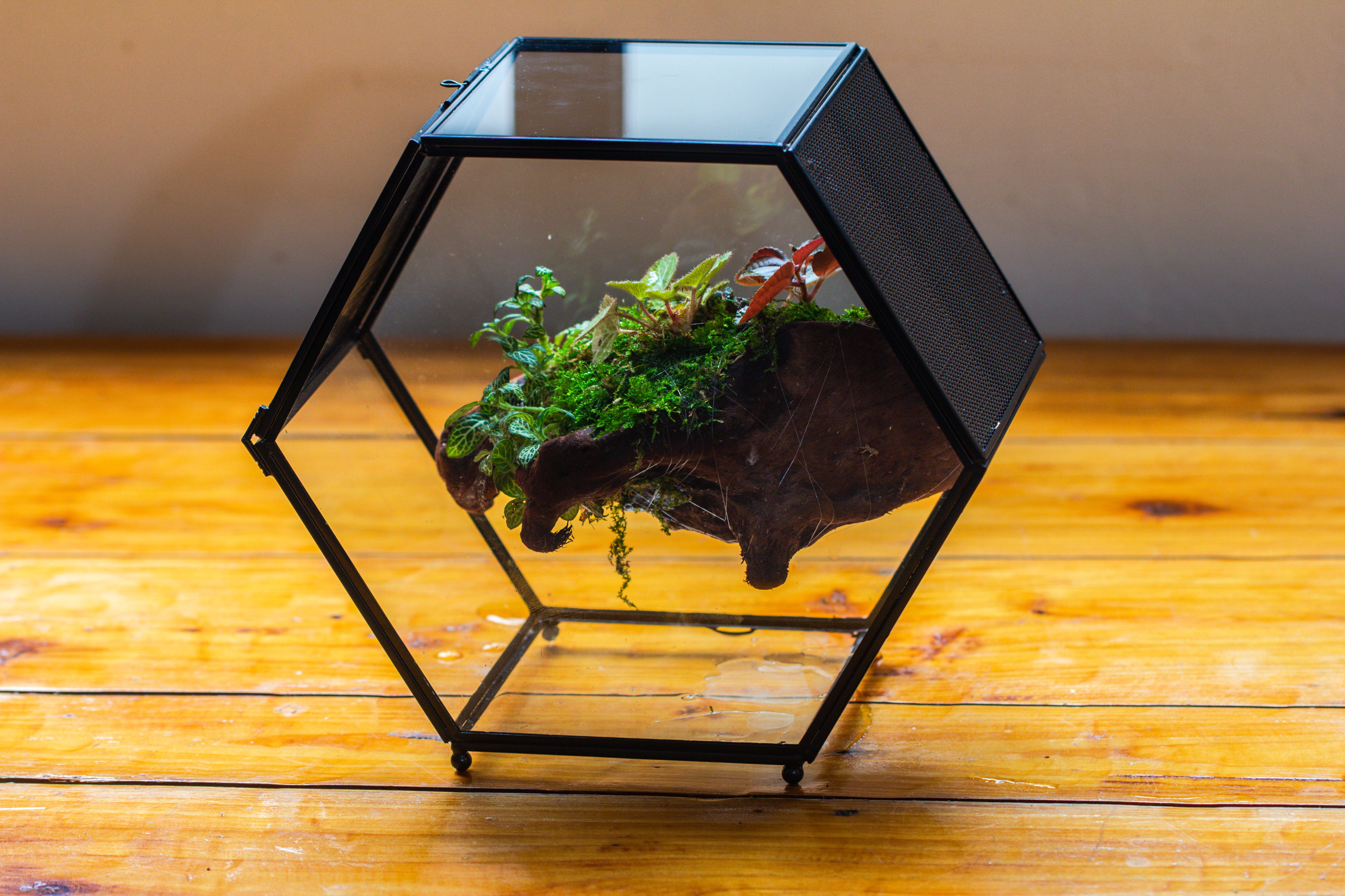 Handmade Hexagon Glass Geometric Terrarium Enclosure with Mesh Vents for Small Insects - NCYPgarden