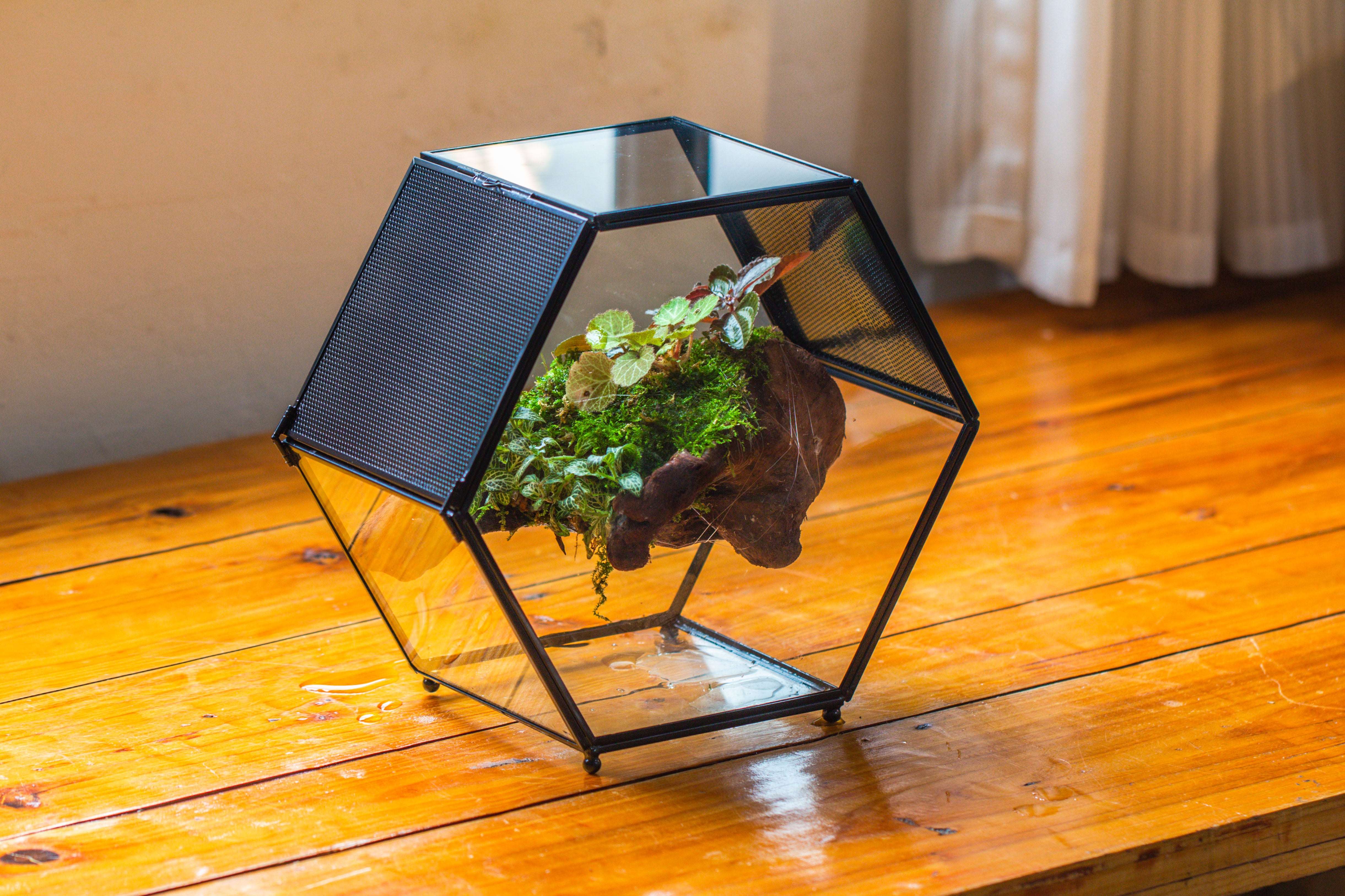 Handmade Hexagon Glass Geometric Terrarium Enclosure with Mesh Vents for Small Insects - NCYPgarden