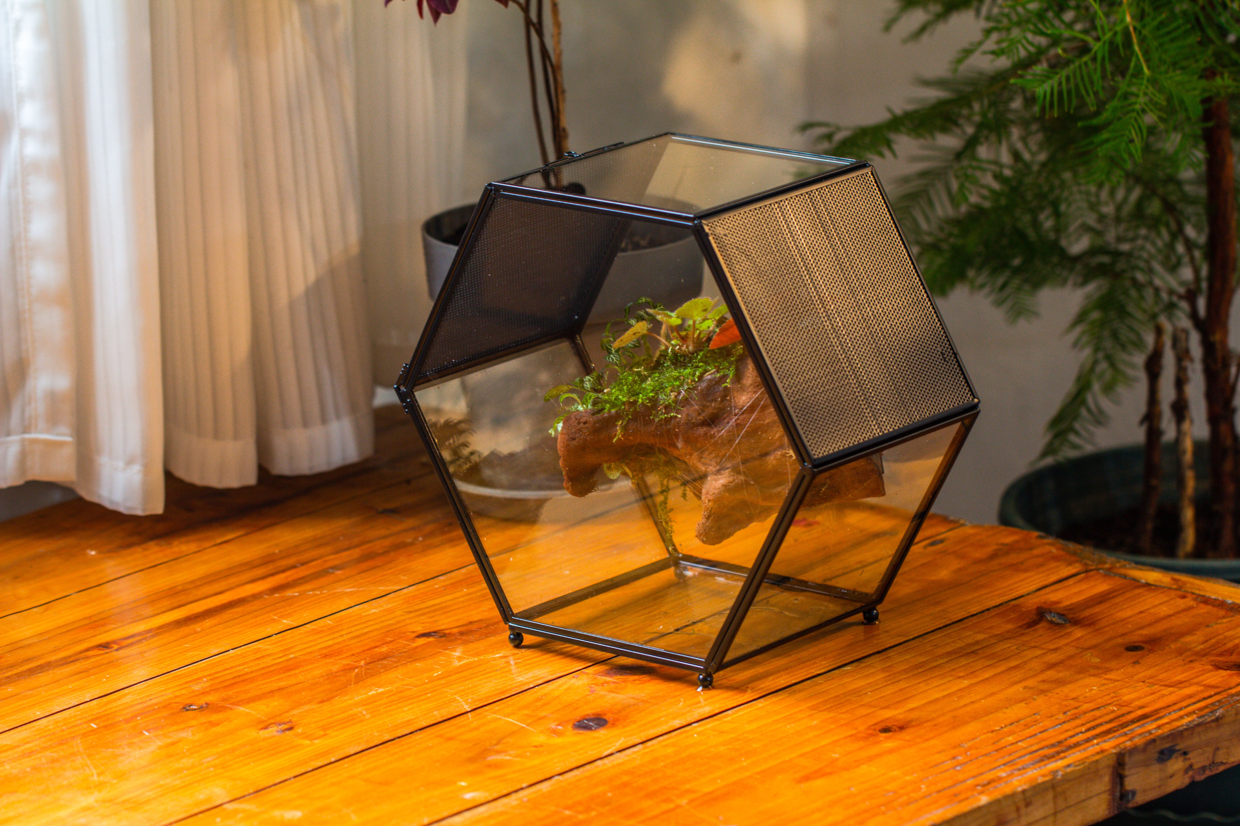Handmade Hexagon Glass Geometric Terrarium Enclosure with Mesh Vents for Small Insects - NCYPgarden