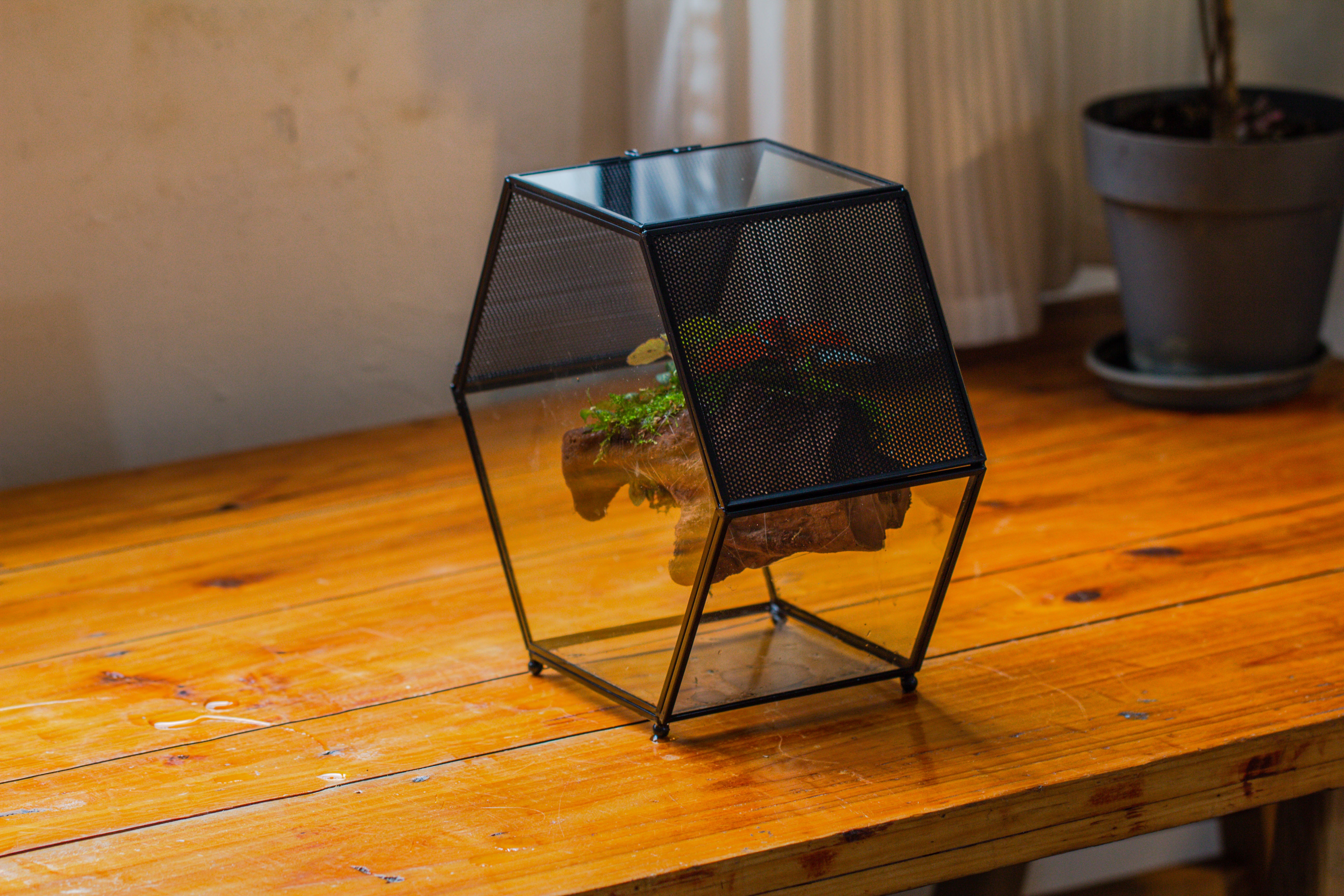Handmade Hexagon Glass Geometric Terrarium Enclosure with Mesh Vents for Small Insects - NCYPgarden