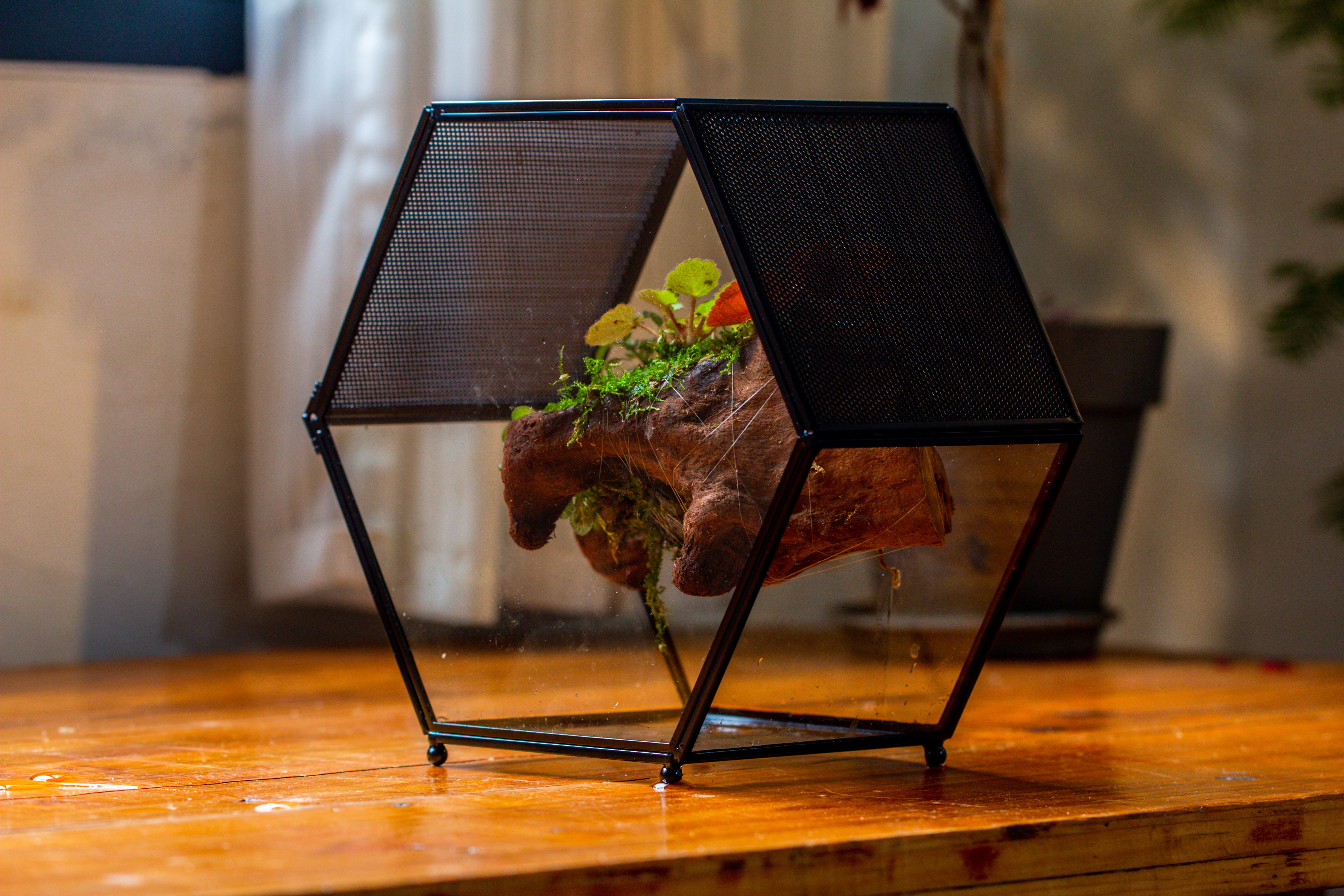 Handmade Hexagon Glass Geometric Terrarium Enclosure with Mesh Vents for Small Insects - NCYPgarden