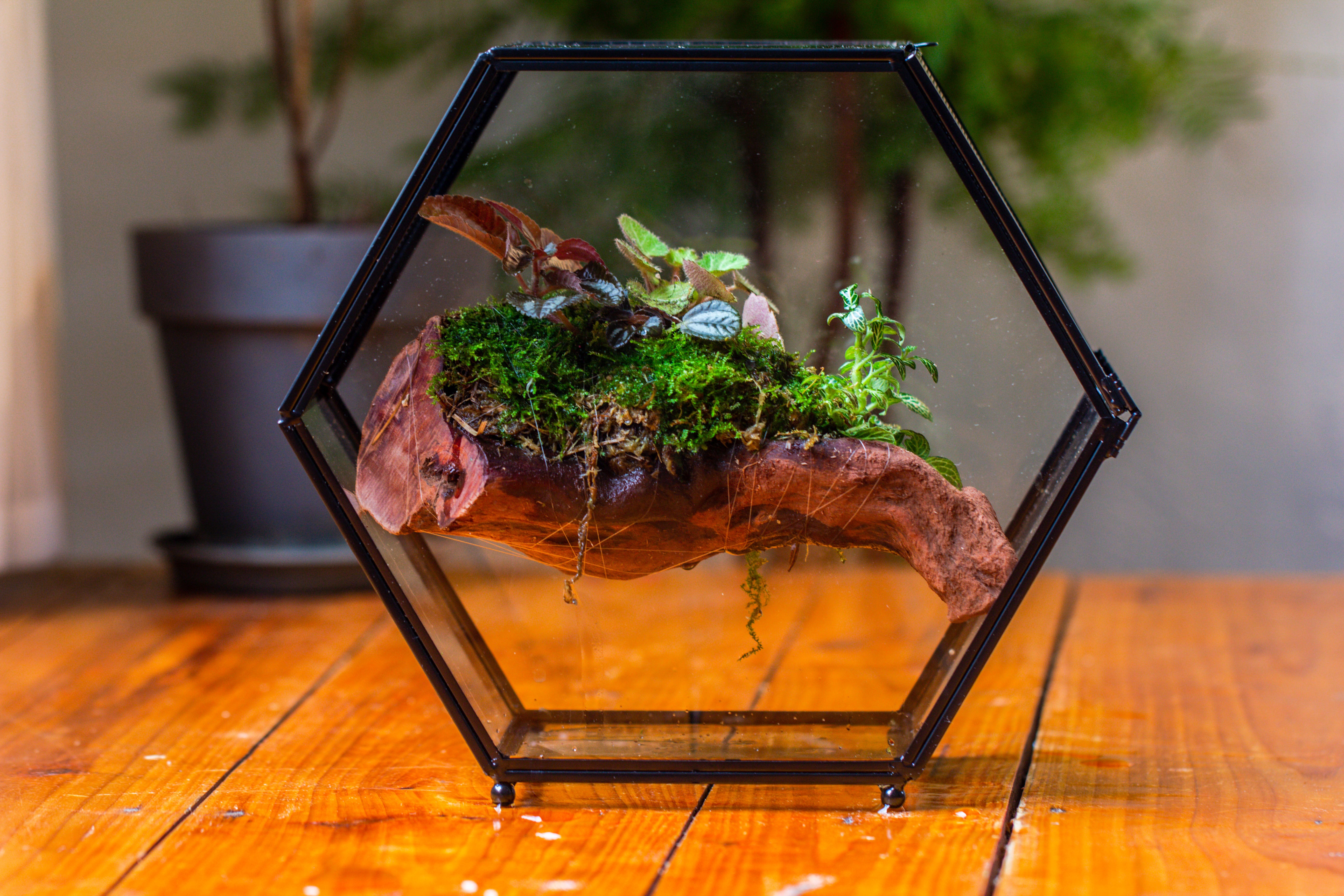 Handmade Hexagon Glass Geometric Terrarium Enclosure with Mesh Vents for Small Insects - NCYPgarden