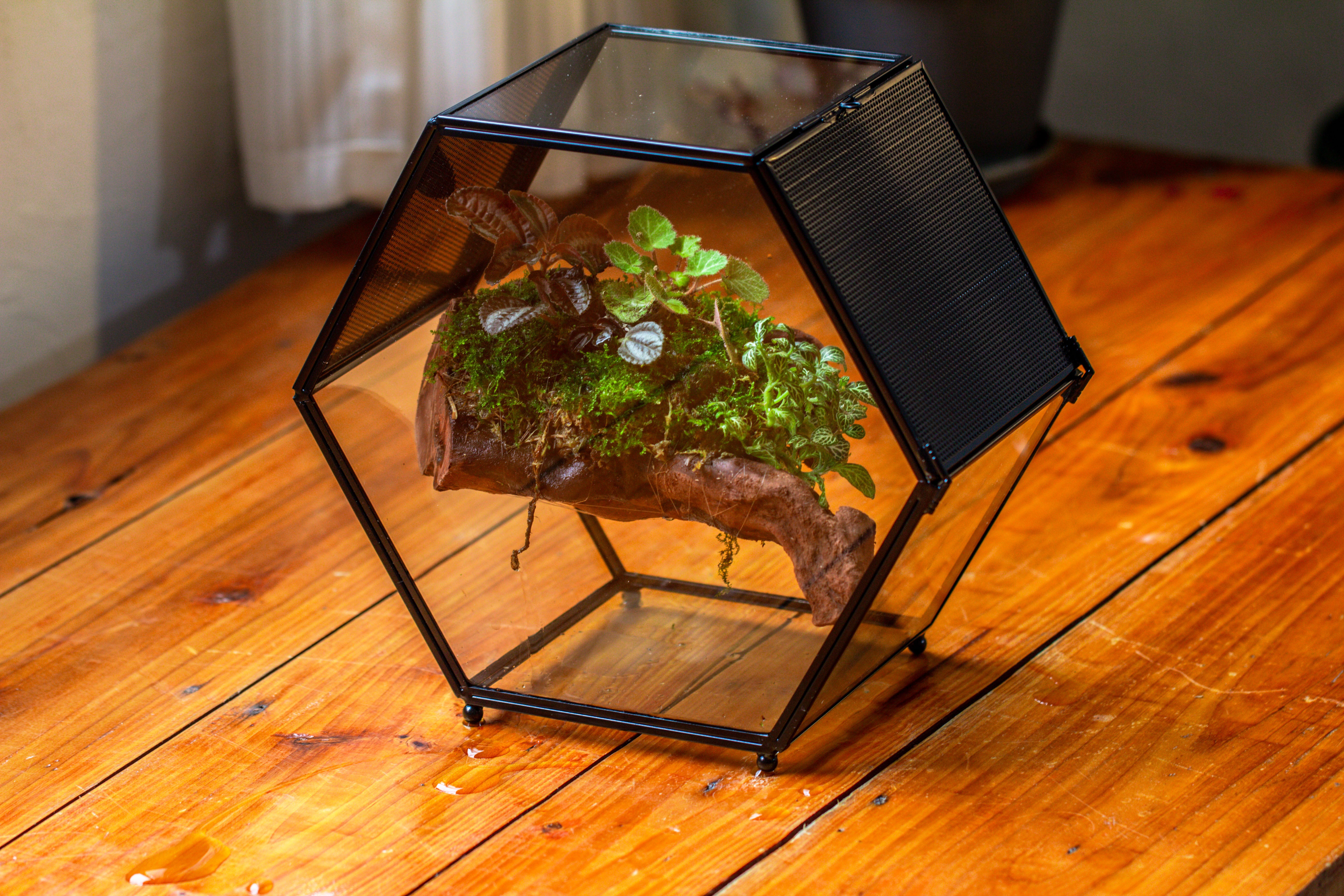 Handmade Hexagon Glass Geometric Terrarium Enclosure with Mesh Vents for Small Insects - NCYPgarden