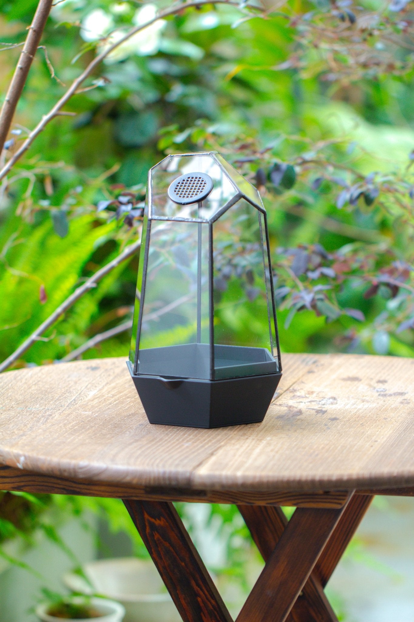 Self - Contained Close Geometric GlassTerrarium with top vent with Waterproof Base, for Moss, Sundew and Venus Flytrap - NCYPgarden