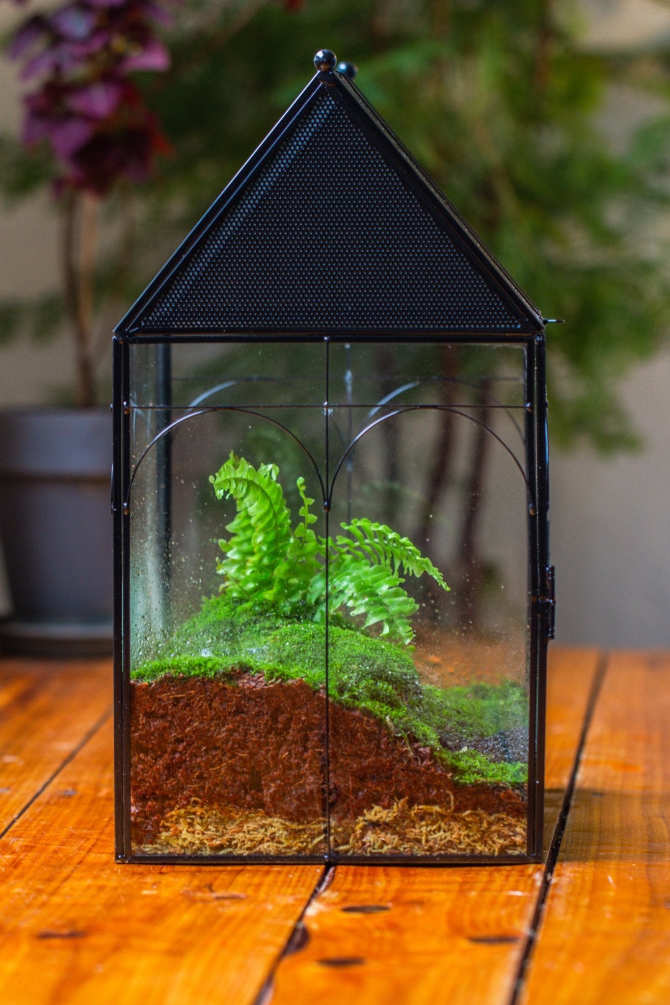 Large Vintage House Shape Insect Terrarium with Vent for Tarantulas, M ...