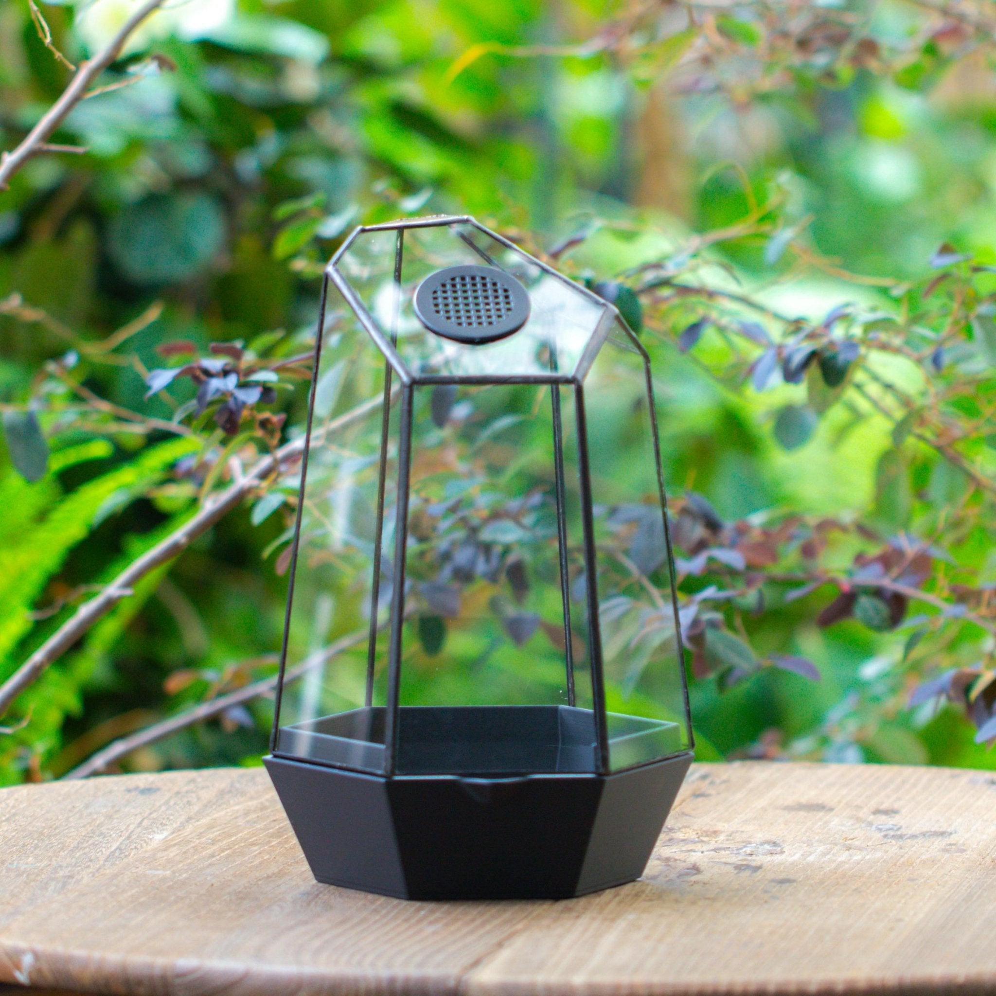 Self - Contained Close Geometric GlassTerrarium with top vent with Waterproof Base, for Moss, Sundew and Venus Flytrap - NCYPgarden