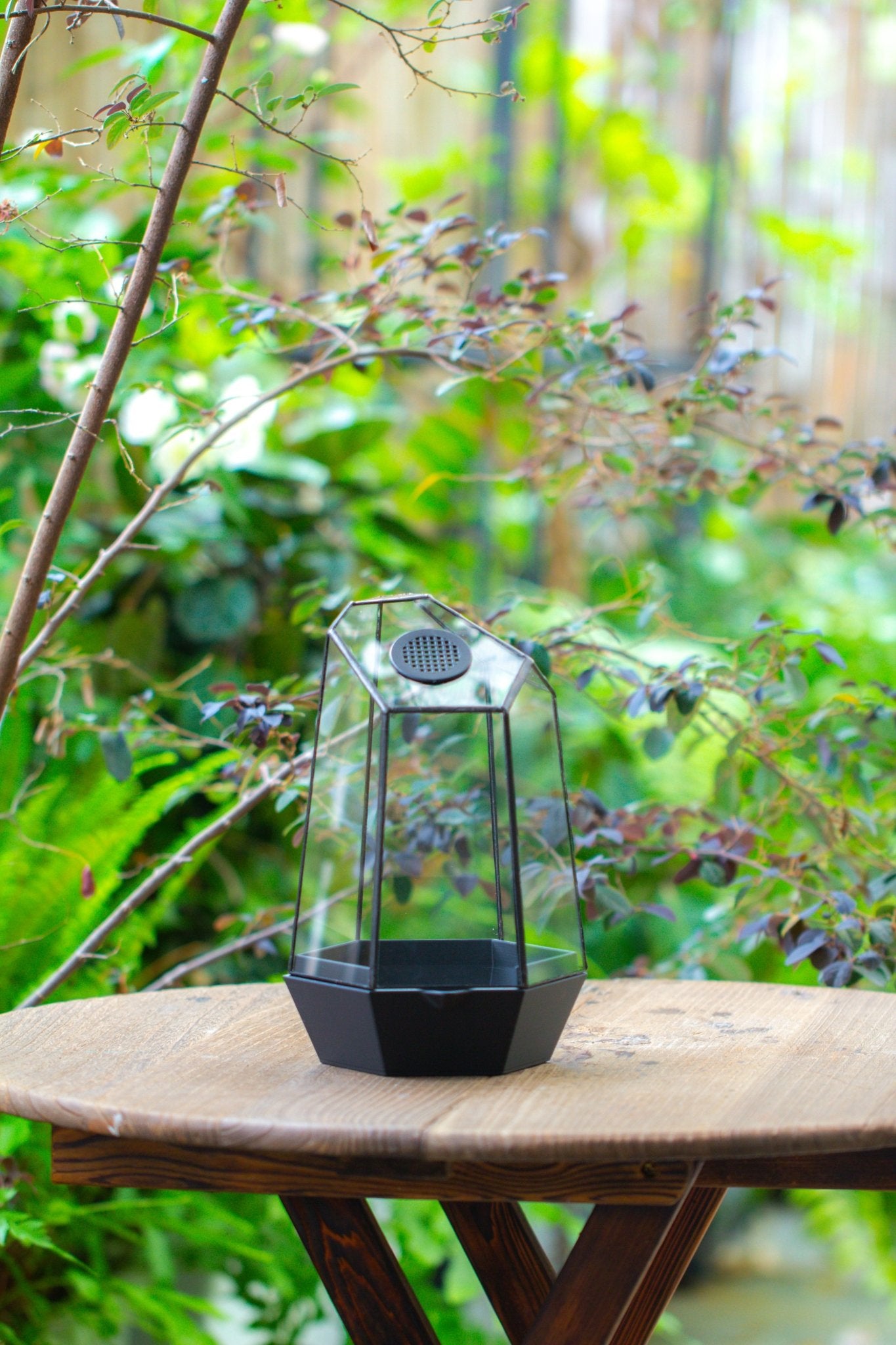 Self - Contained Close Geometric GlassTerrarium with top vent with Waterproof Base, for Moss, Sundew and Venus Flytrap - NCYPgarden