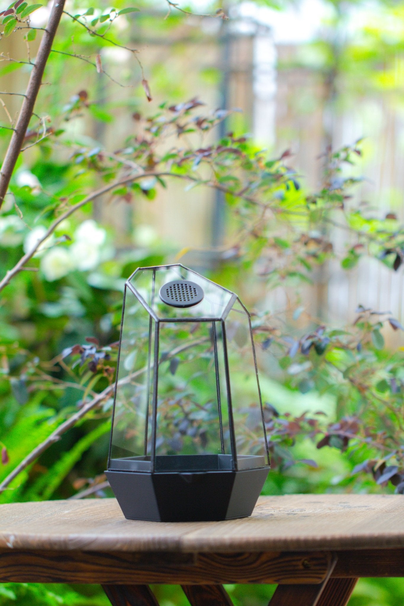 Self - Contained Close Geometric GlassTerrarium with top vent with Waterproof Base, for Moss, Sundew and Venus Flytrap - NCYPgarden