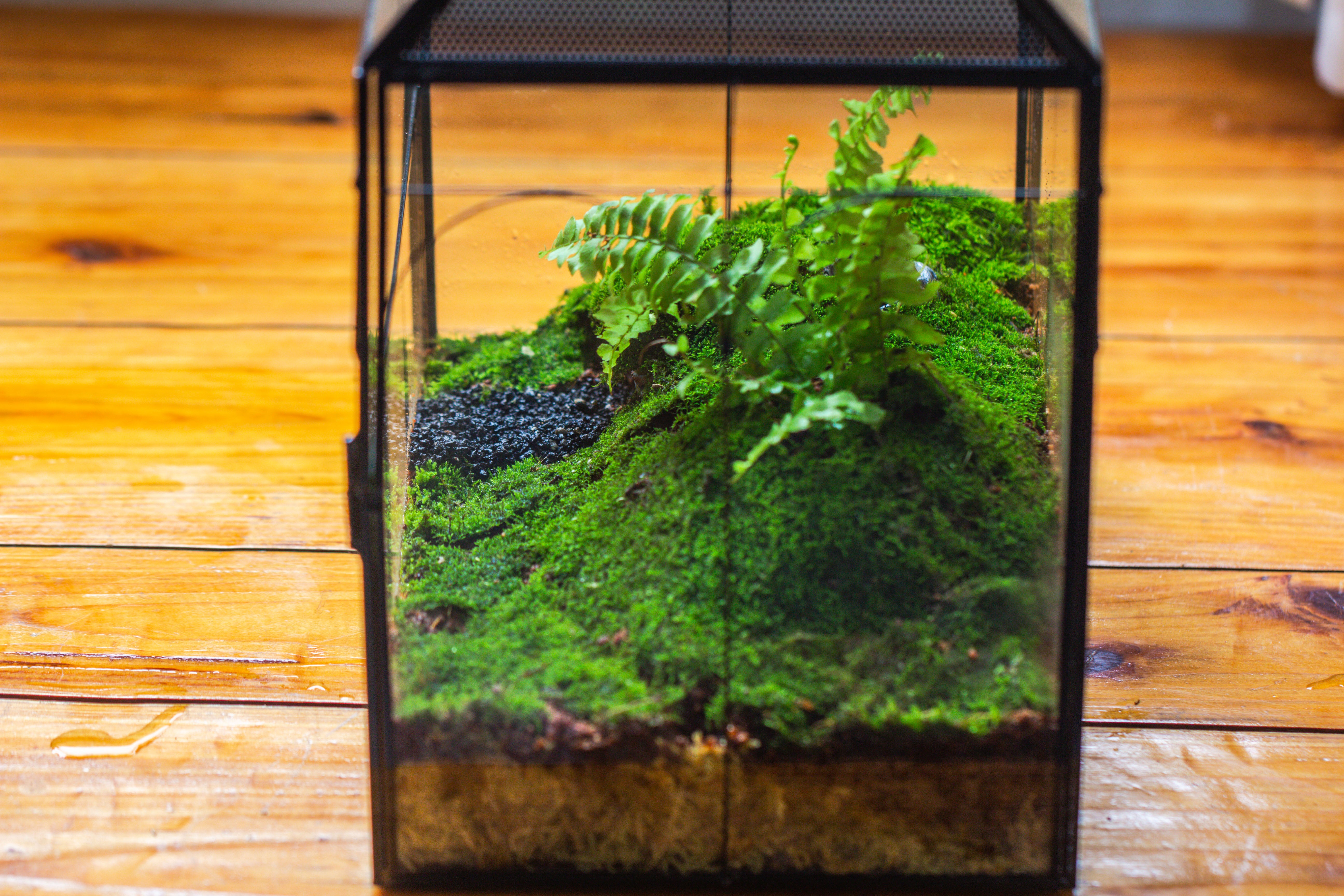 Large Vintage House Shape Insect Terrarium with Vent for Tarantulas, Mantis, Stick Insects -13" - NCYPgarden