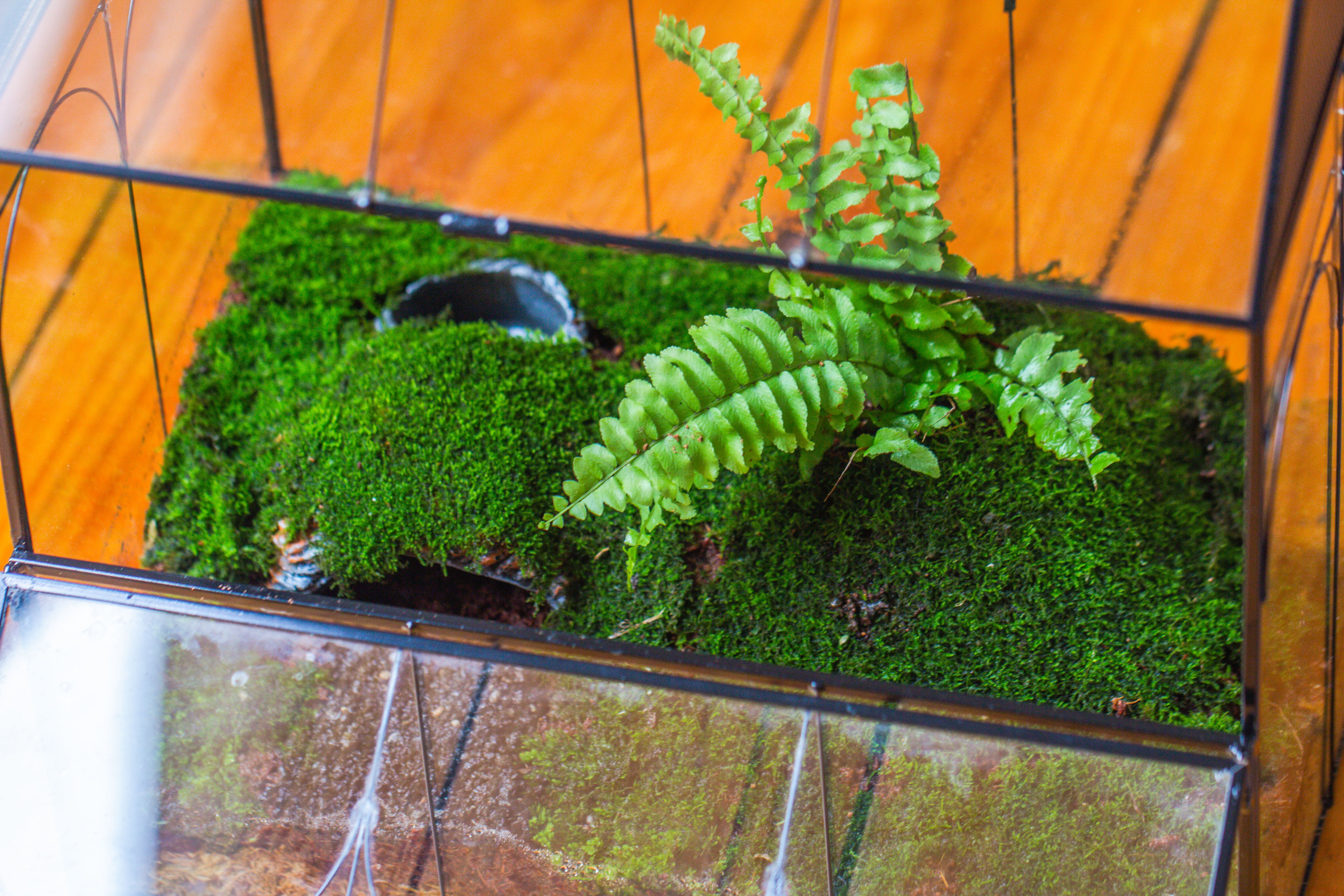 Large Vintage House Shape Insect Terrarium with Vent for Tarantulas, Mantis, Stick Insects -13" - NCYPgarden