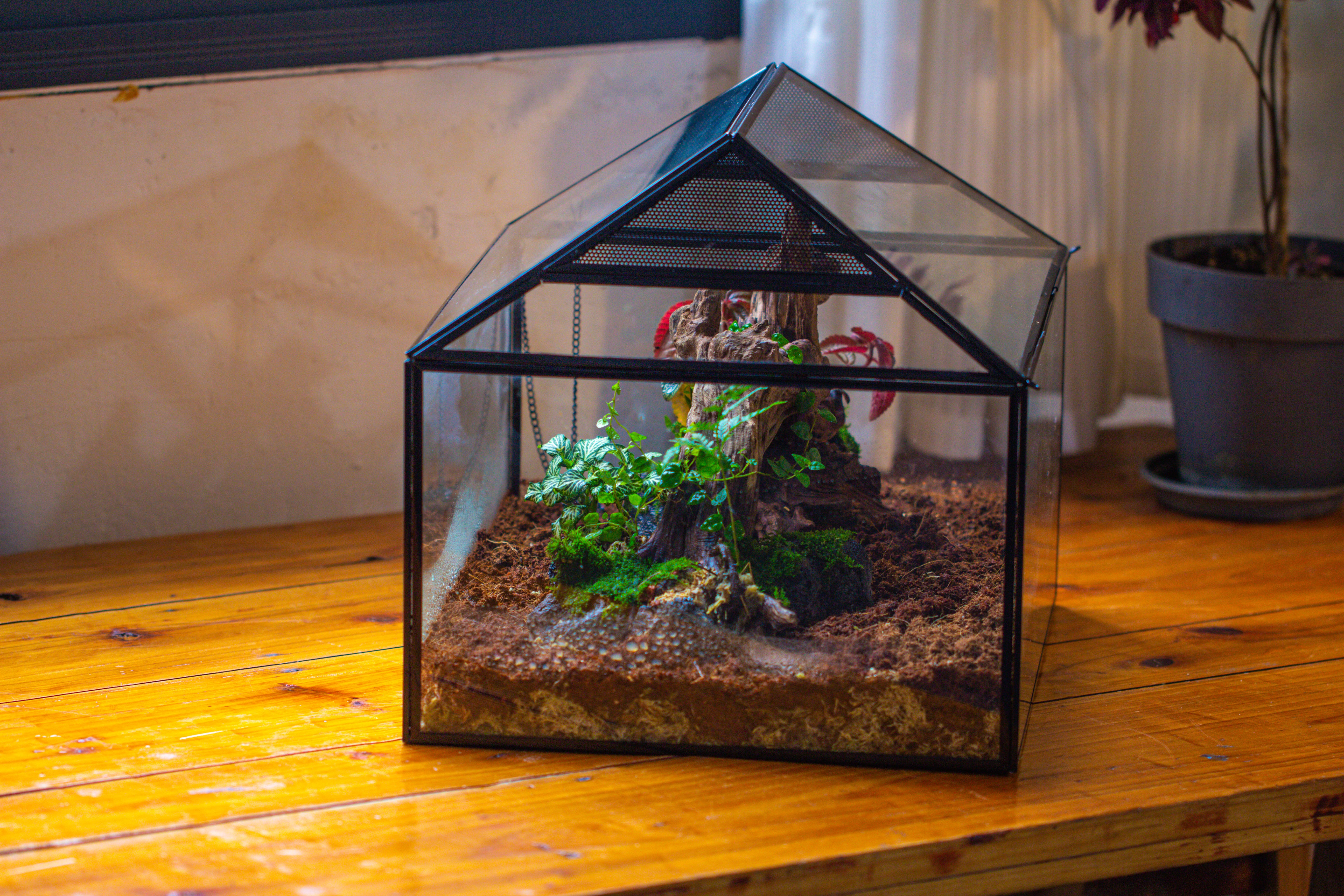 NCYP Handmade Large House Shape Geometric Glass Terrariumn 14x12x12" for Tarantulas - NCYPgarden