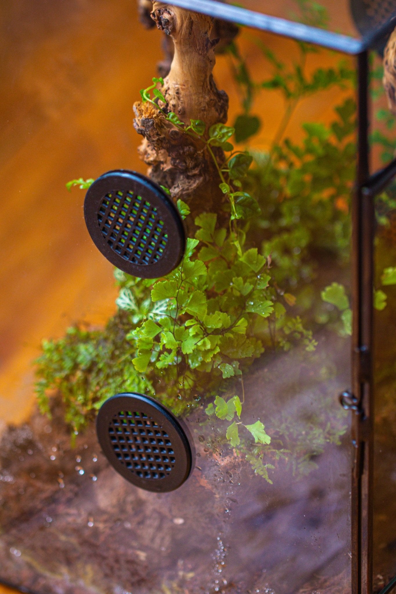 8x8x12" Tin and Glass Terrarium with 4 vents，Watertight - NCYPgarden