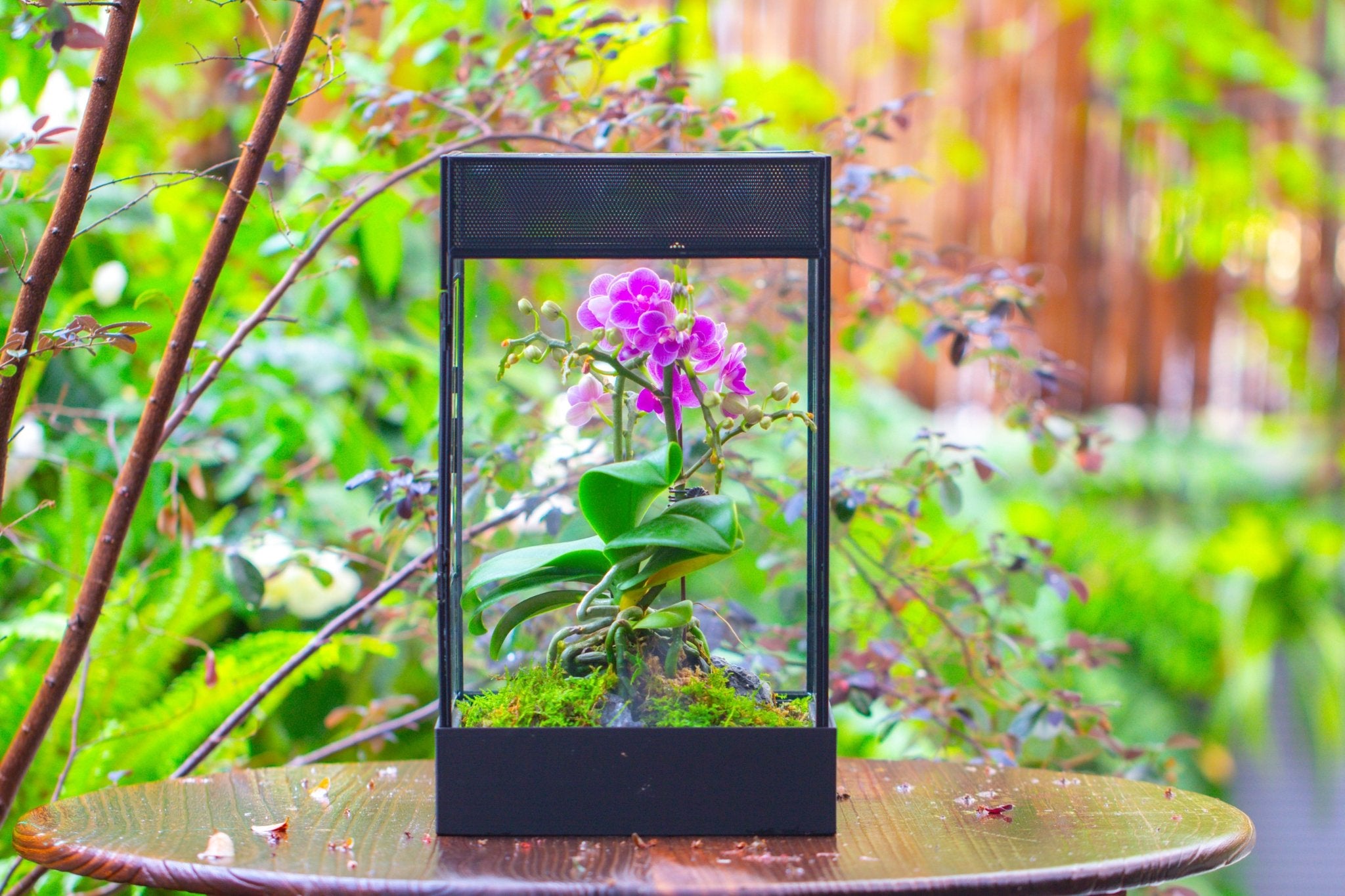mantis terrarium plants 8x8x12 inches Large Handmade Glass Geometric Terrarium with Side Vent, for large insects