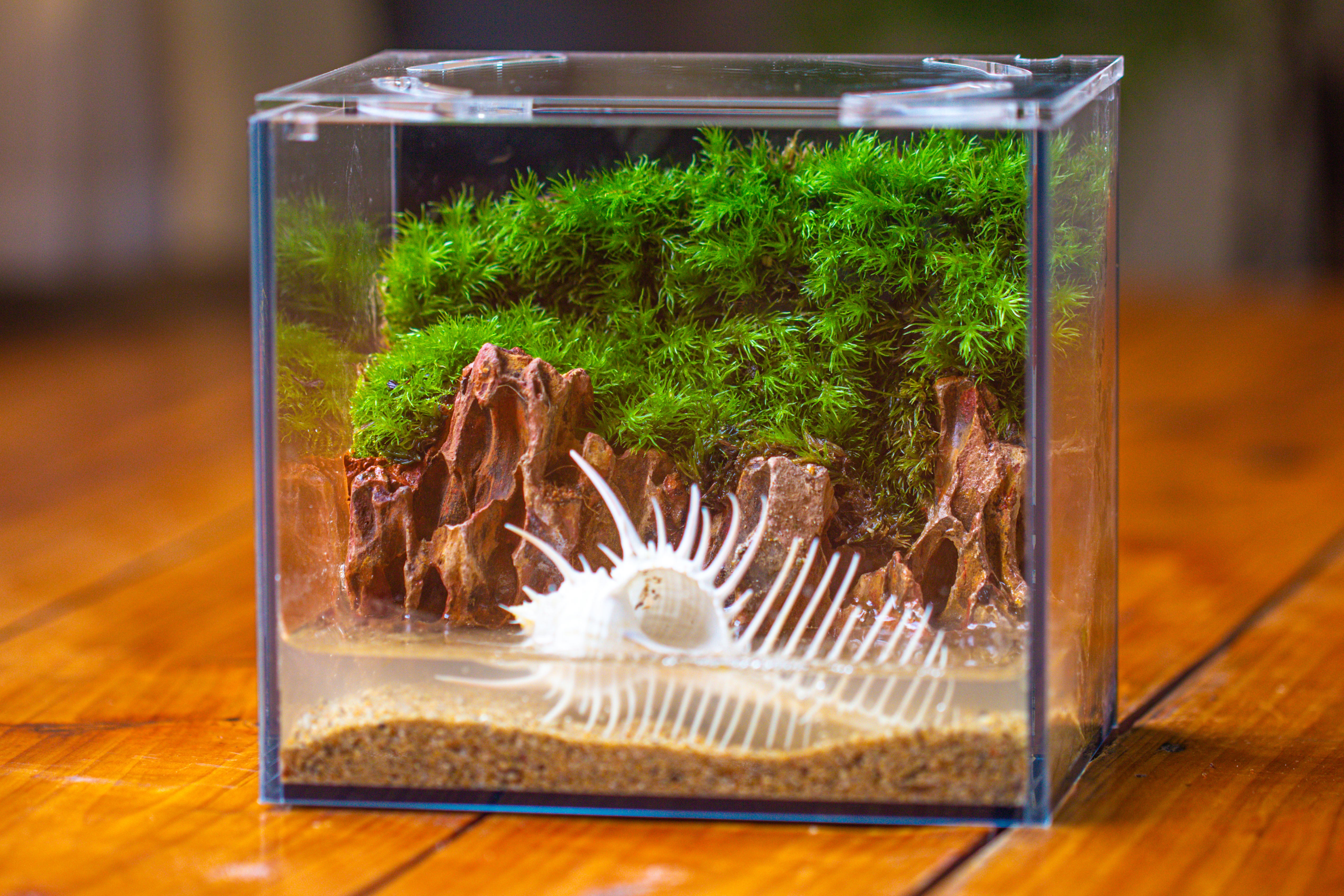 Watertight Glass Terrarium with LED Grow Light, Acrylic Lid for Moss Wall, vertical planting -15x11x13cm / 5.9x4.3x5.1'' - NCYPgarden