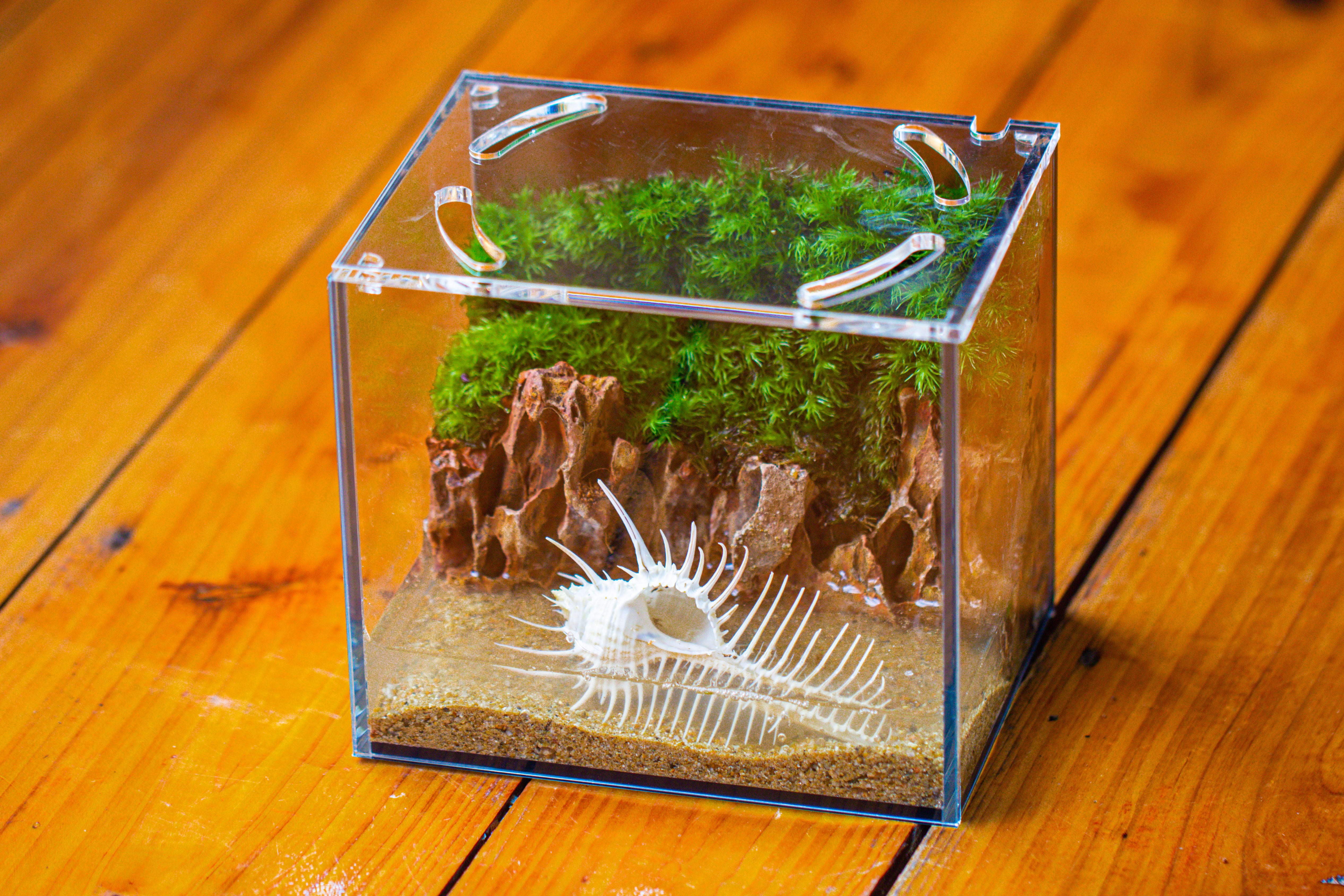 Watertight Glass Terrarium with LED Grow Light, Acrylic Lid for Moss Wall, vertical planting -15x11x13cm / 5.9x4.3x5.1'' - NCYPgarden