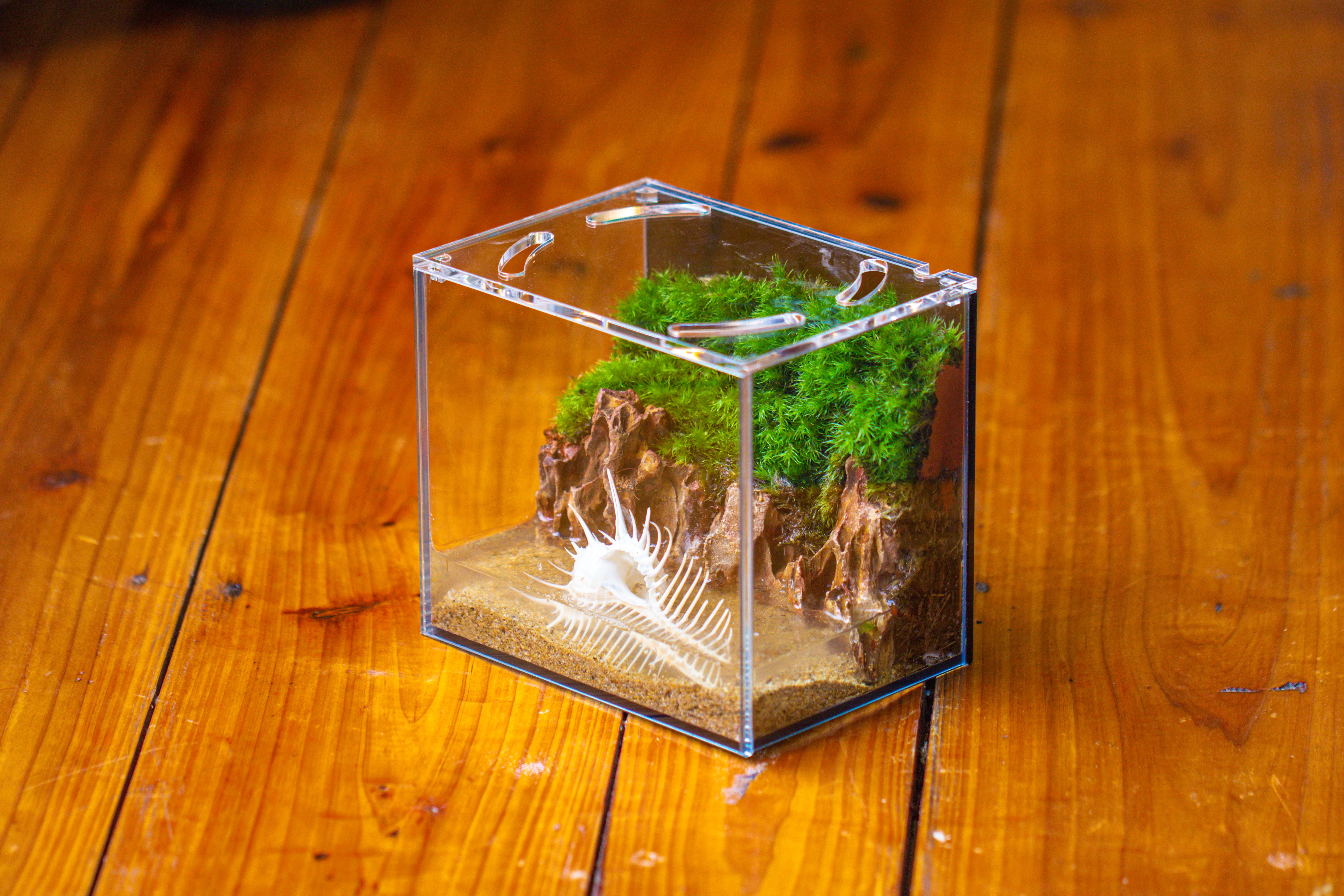 Watertight Glass Terrarium with LED Grow Light, Acrylic Lid for Moss Wall, vertical planting -15x11x13cm / 5.9x4.3x5.1'' - NCYPgarden