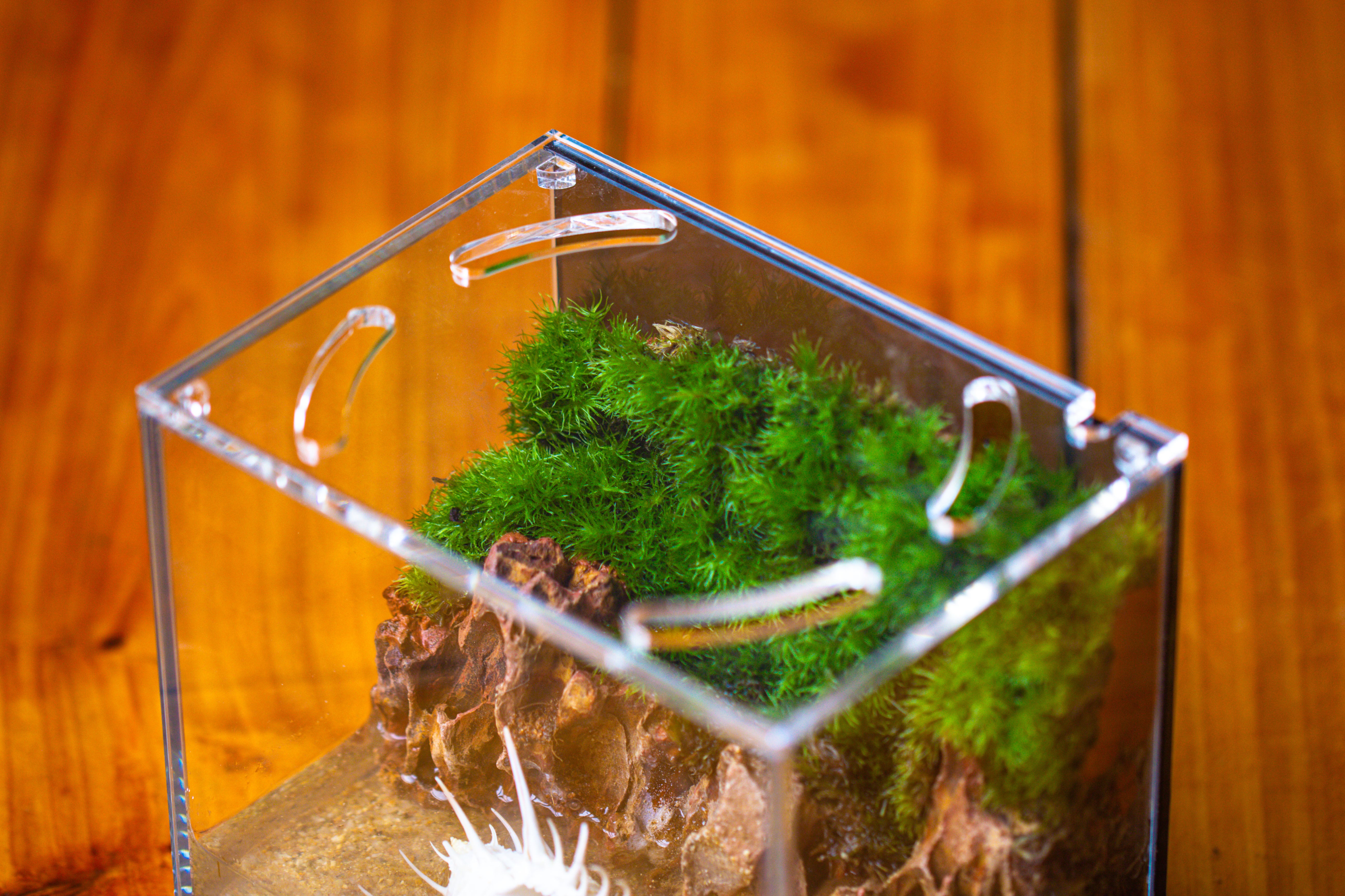 Watertight Glass Terrarium with LED Grow Light, Acrylic Lid for Moss Wall, vertical planting-15x11x13cm / 5.9x4.3x5.1'' - NCYPgarden