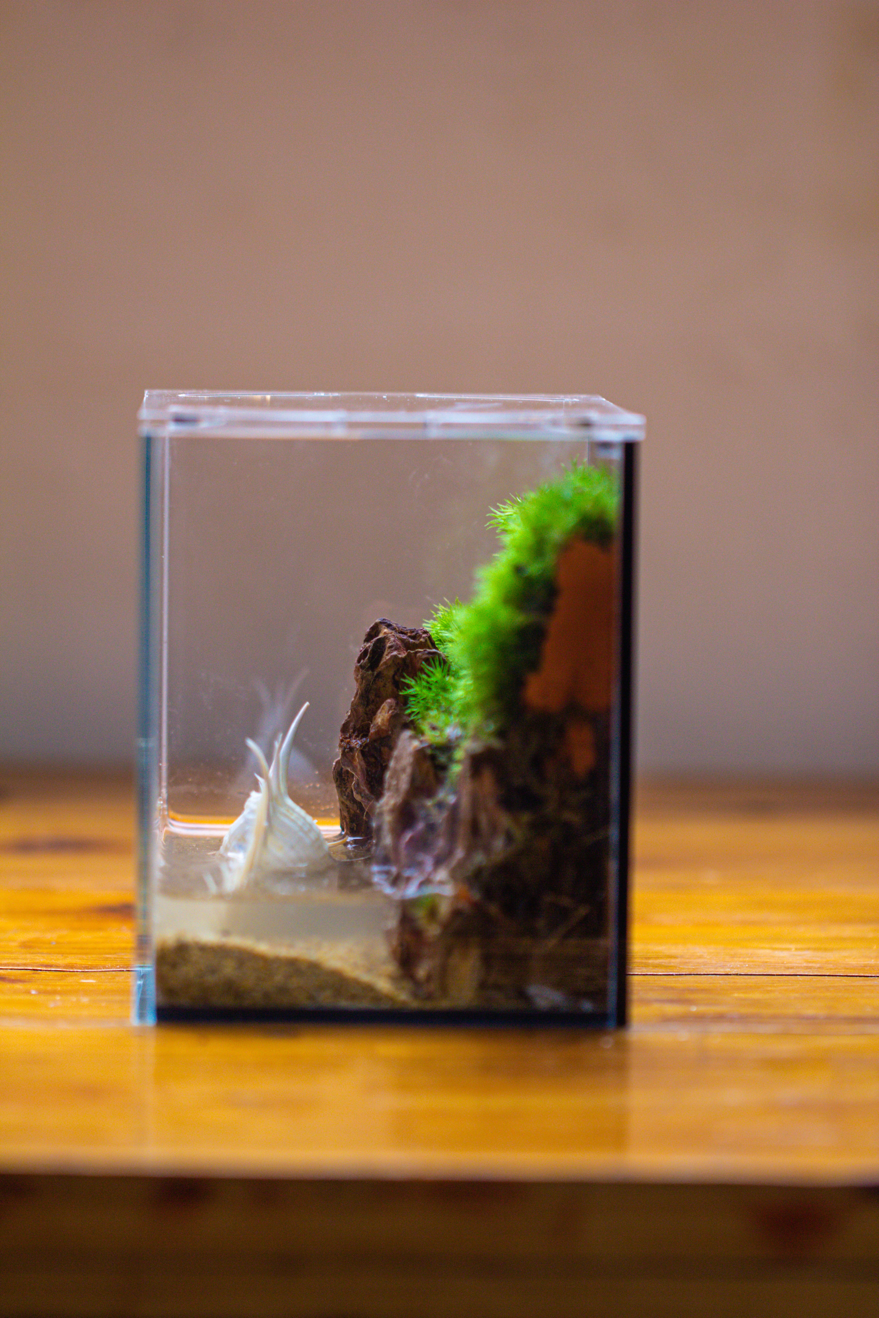 Watertight Glass Terrarium with LED Grow Light, Acrylic Lid for Moss Wall, vertical planting -15x11x13cm / 5.9x4.3x5.1'' - NCYPgarden