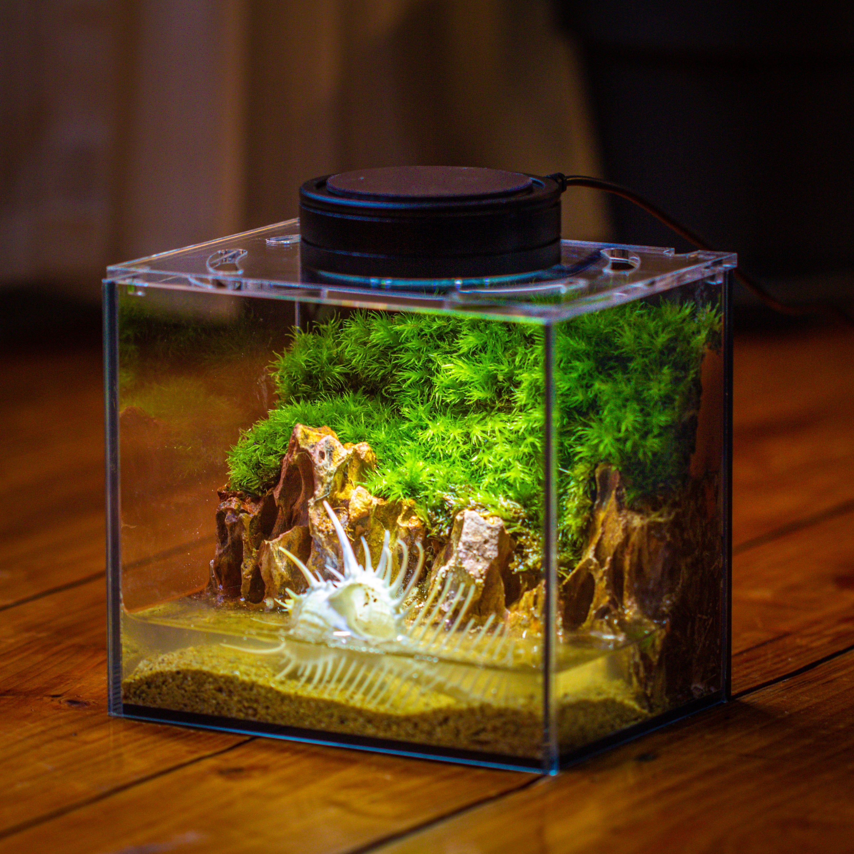 Watertight Glass Terrarium with LED Grow Light, Acrylic Lid for Moss Wall, vertical planting -15x11x13cm / 5.9x4.3x5.1'' - NCYPgarden