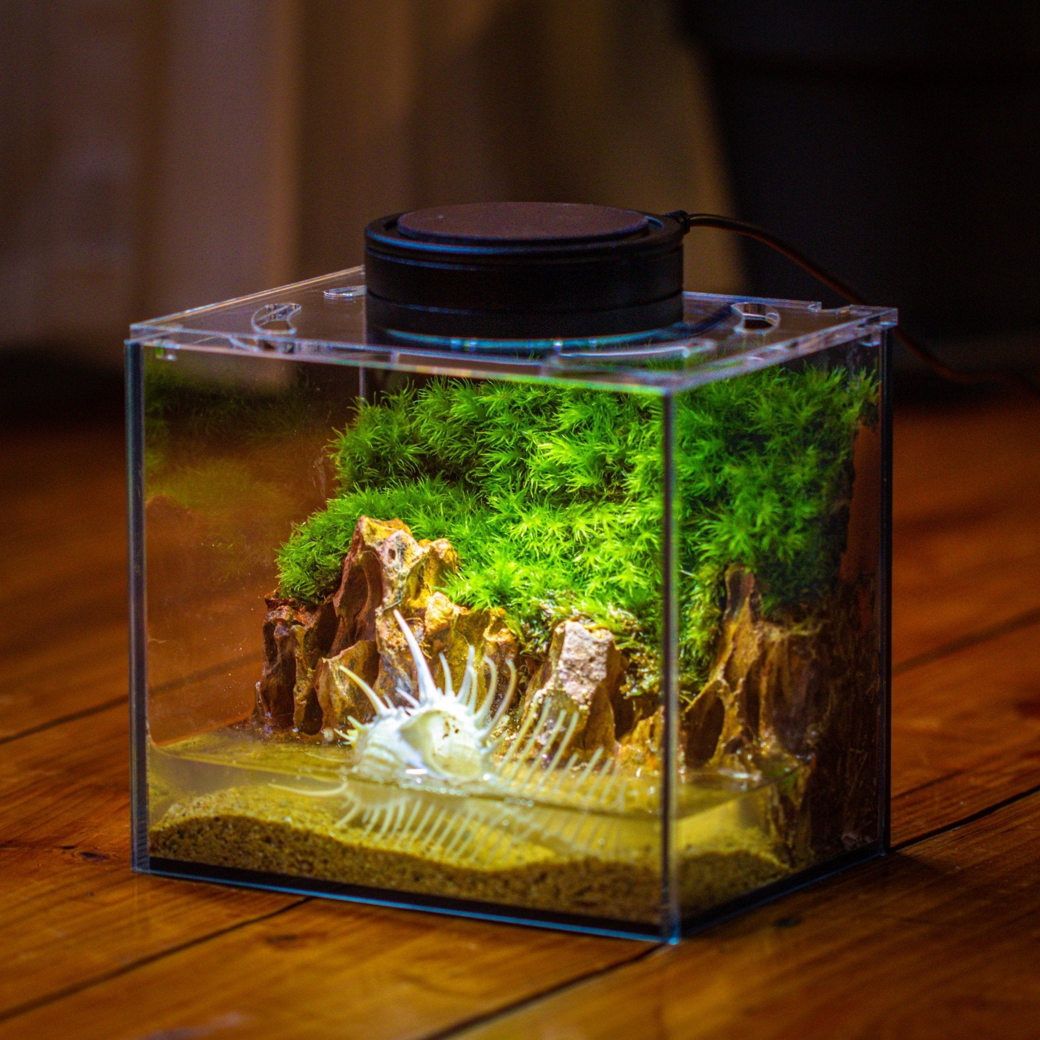 lighting for terrarium plants Watertight Glass Terrarium with LED Grow Light, Acrylic Lid for Moss Wall, vertical planting-15x11x13cm / 5.9x4.3x5.1''