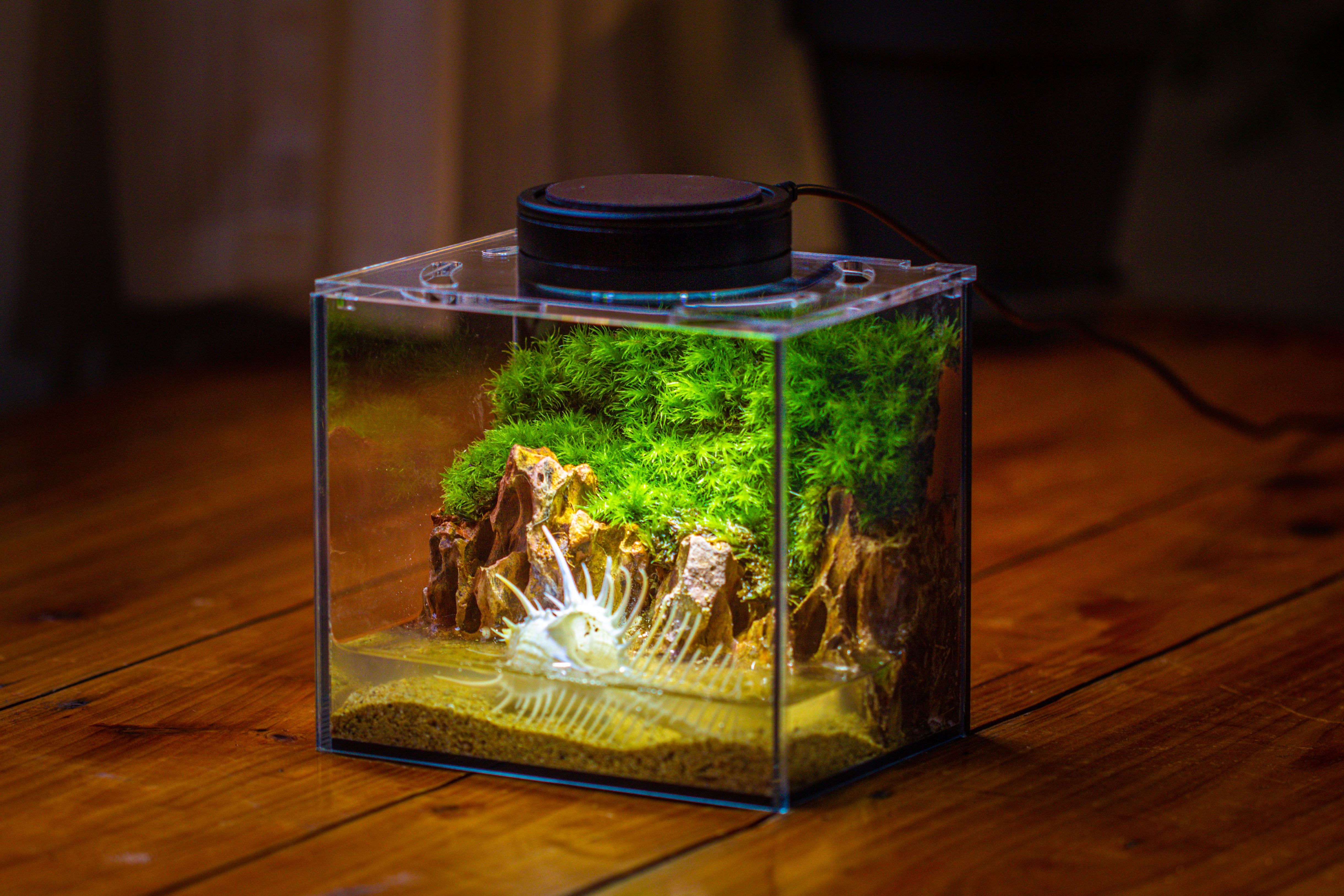 Watertight Glass Terrarium with LED Grow Light, Acrylic Lid for Moss Wall, vertical planting-15x11x13cm / 5.9x4.3x5.1'' - NCYPgarden