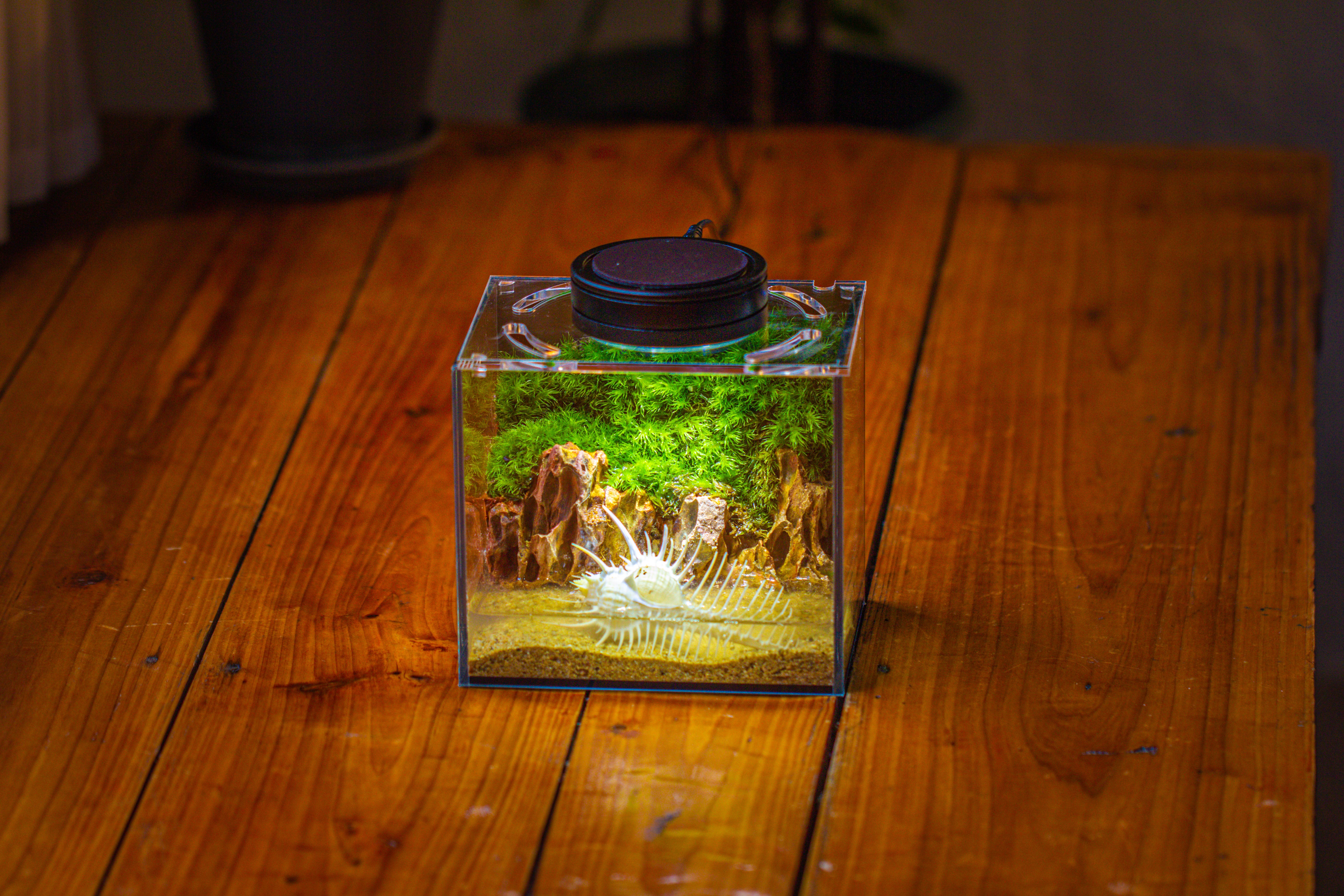 Watertight Glass Terrarium with LED Grow Light, Acrylic Lid for Moss Wall, vertical planting-15x11x13cm / 5.9x4.3x5.1'' - NCYPgarden