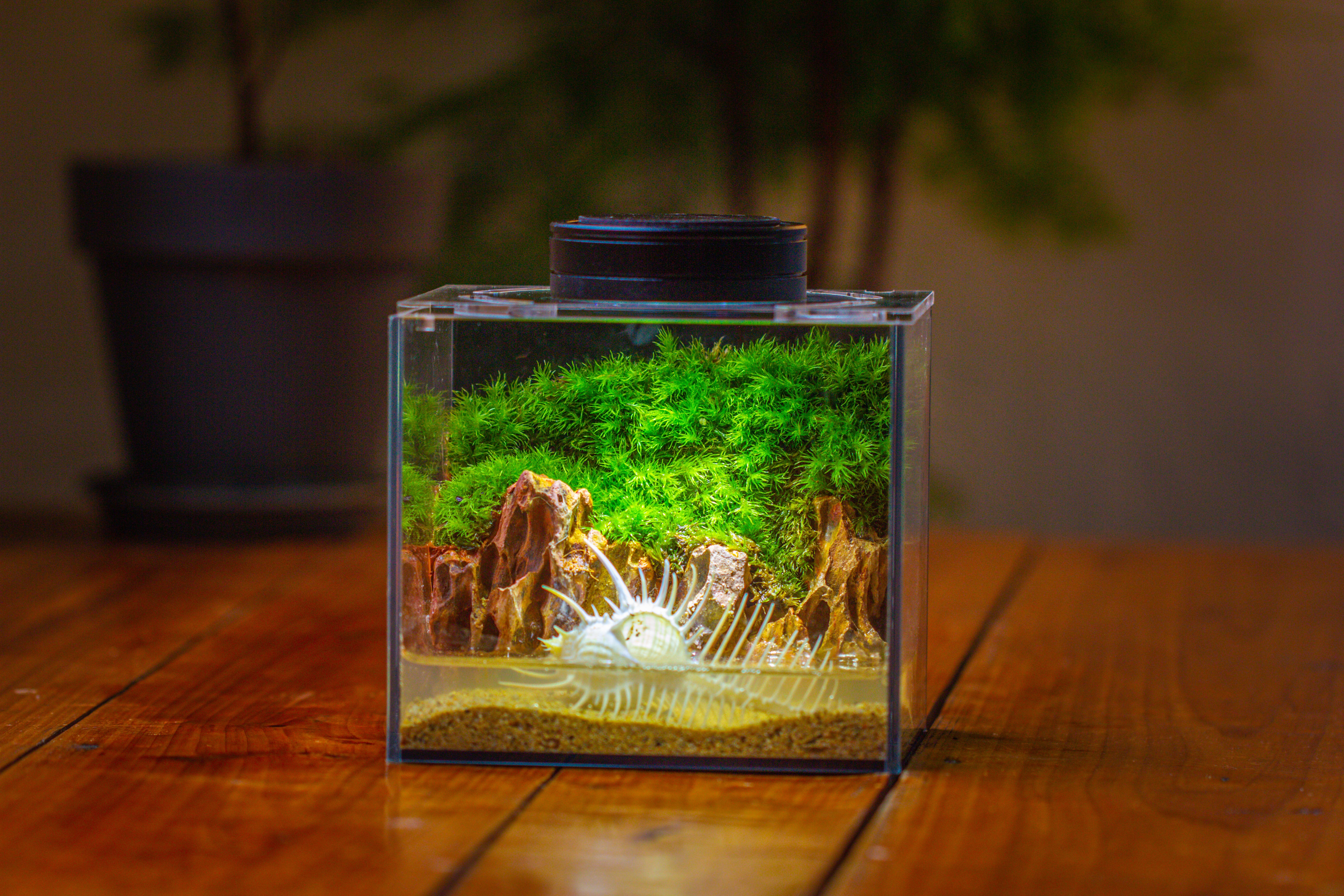 Watertight Glass Terrarium with LED Grow Light, Acrylic Lid for Moss Wall, vertical planting -15x11x13cm / 5.9x4.3x5.1'' - NCYPgarden