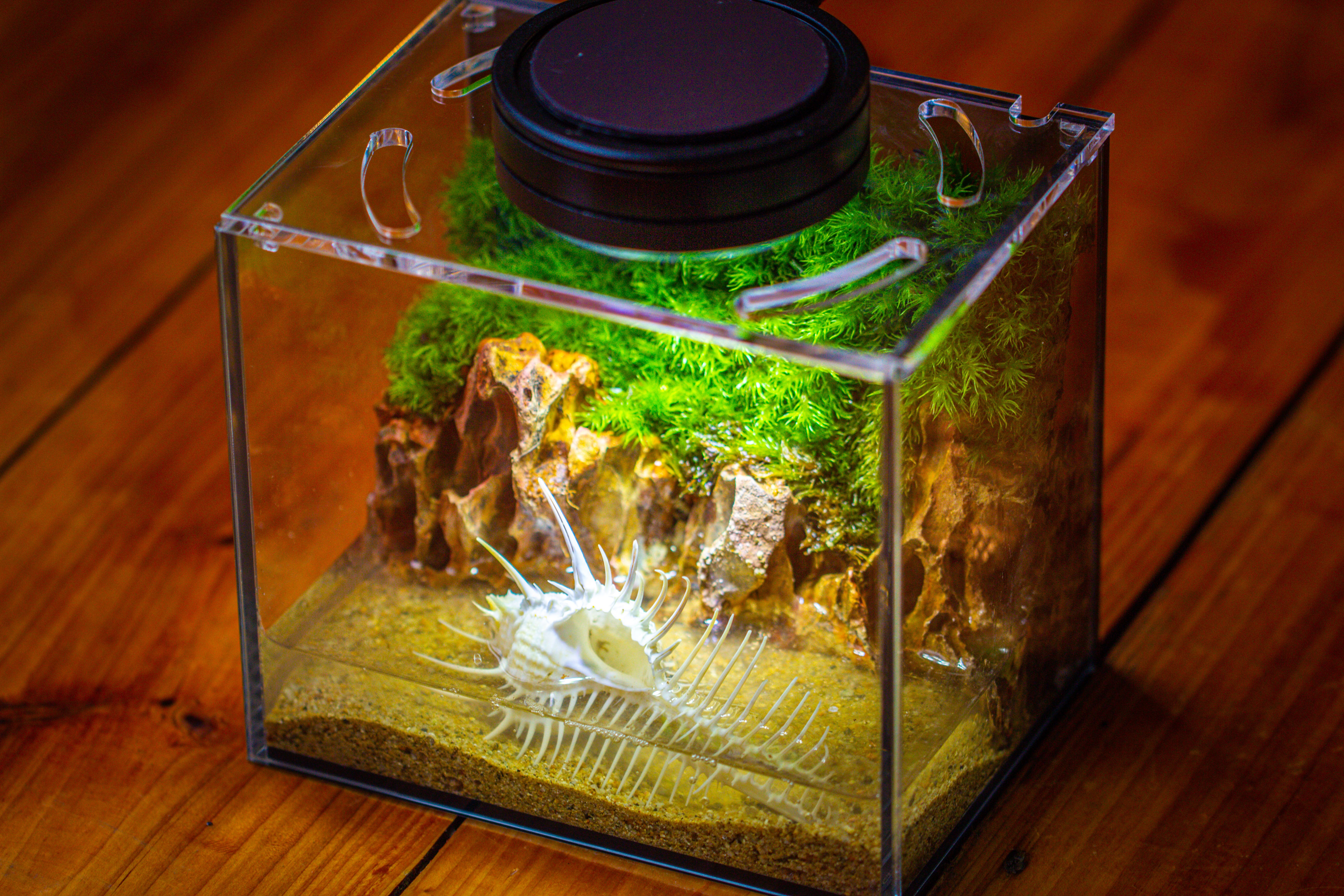 Watertight Glass Terrarium with LED Grow Light, Acrylic Lid for Moss Wall, vertical planting-15x11x13cm / 5.9x4.3x5.1'' - NCYPgarden