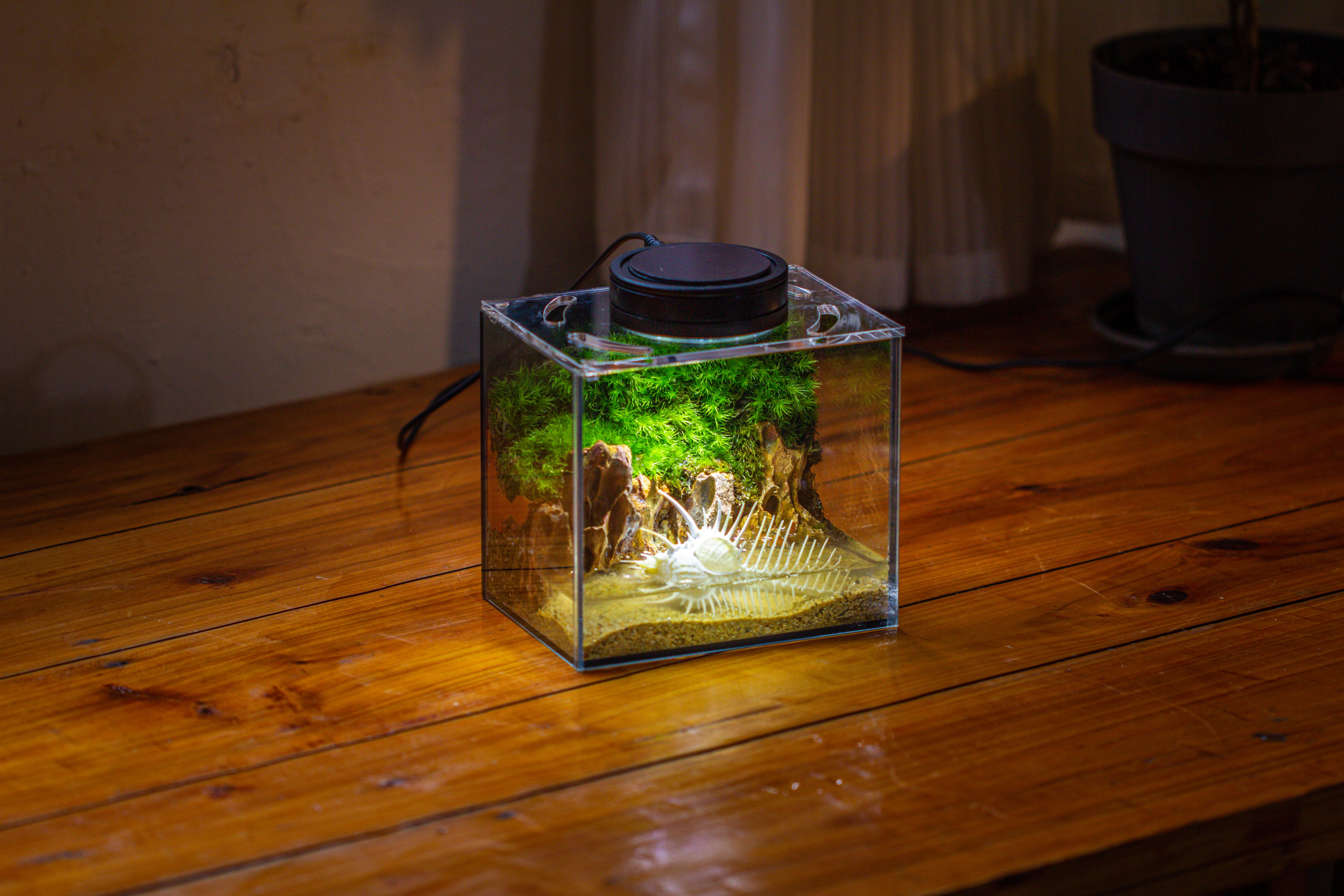 Watertight Glass Terrarium with LED Grow Light, Acrylic Lid for Moss Wall, vertical planting-15x11x13cm / 5.9x4.3x5.1'' - NCYPgarden