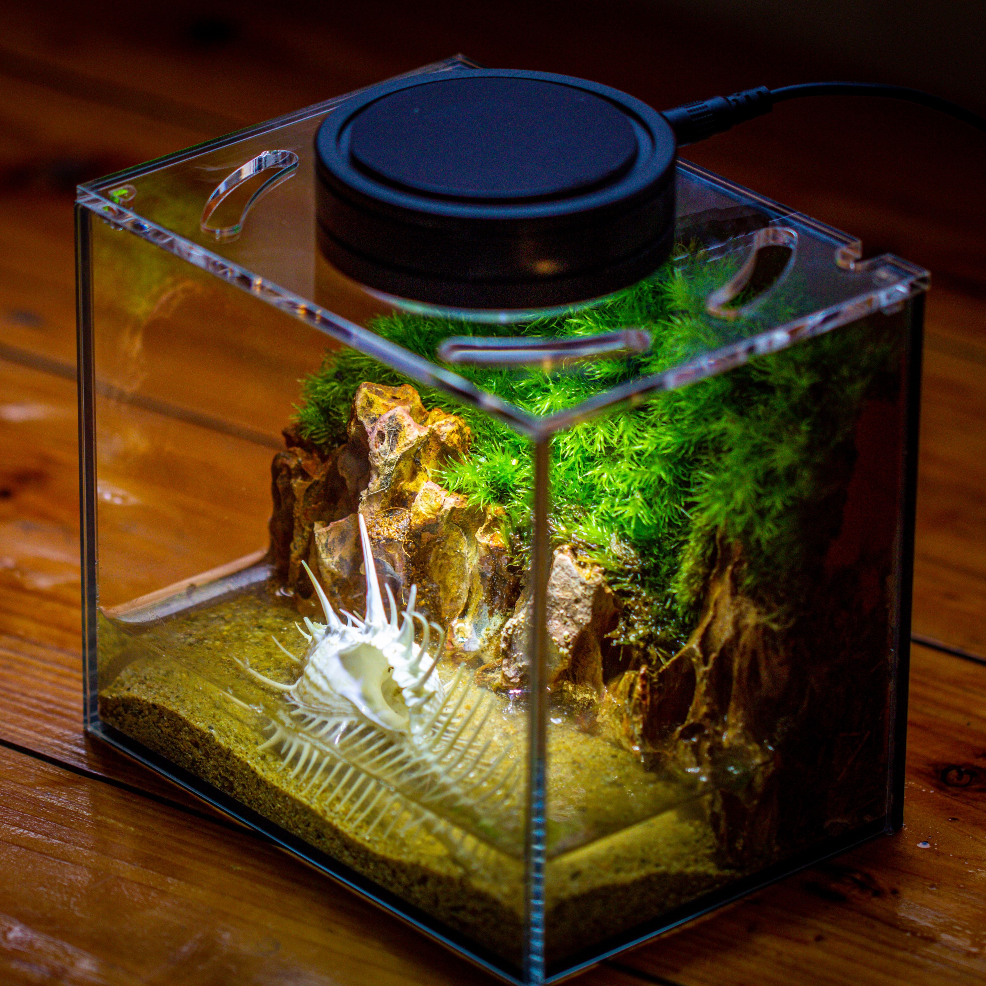 Watertight Glass Terrarium with LED Grow Light, Acrylic Lid for Moss Wall, vertical planting-15x11x13cm / 5.9x4.3x5.1'' - NCYPgarden