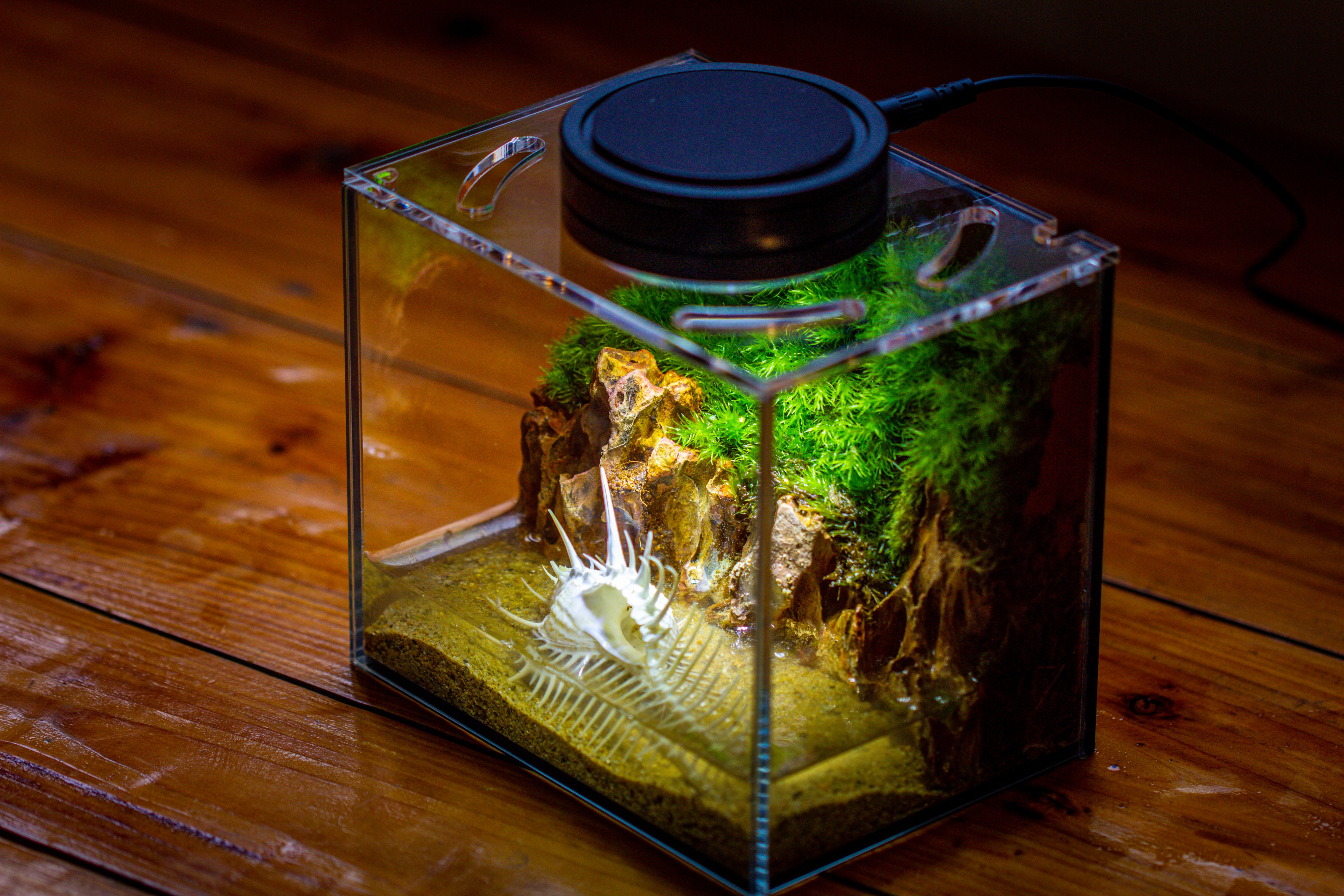 Watertight Glass Terrarium with LED Grow Light, Acrylic Lid for Moss Wall, vertical planting-15x11x13cm / 5.9x4.3x5.1'' - NCYPgarden