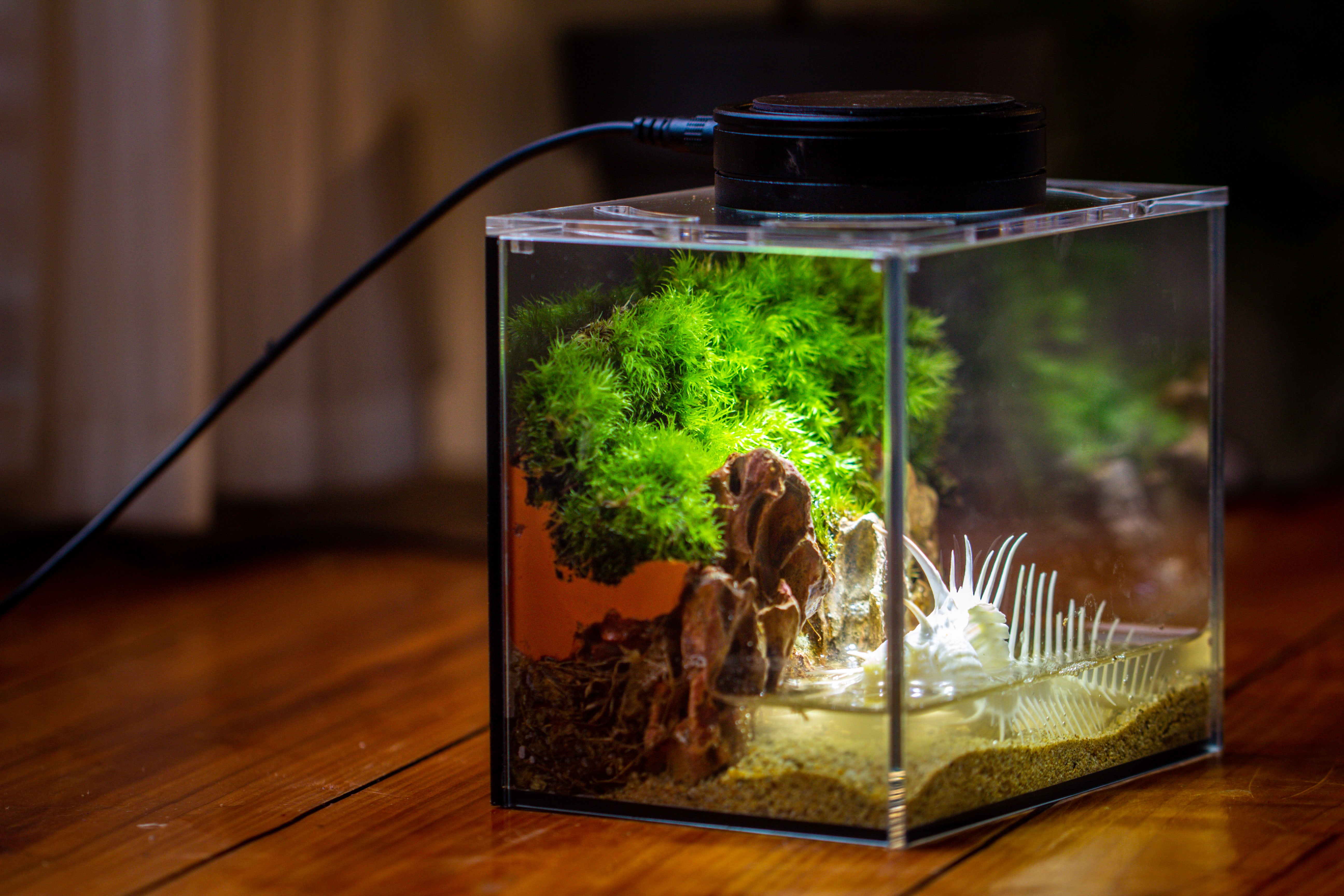 Watertight Glass Terrarium with LED Grow Light, Acrylic Lid for Moss Wall, vertical planting-15x11x13cm / 5.9x4.3x5.1'' - NCYPgarden