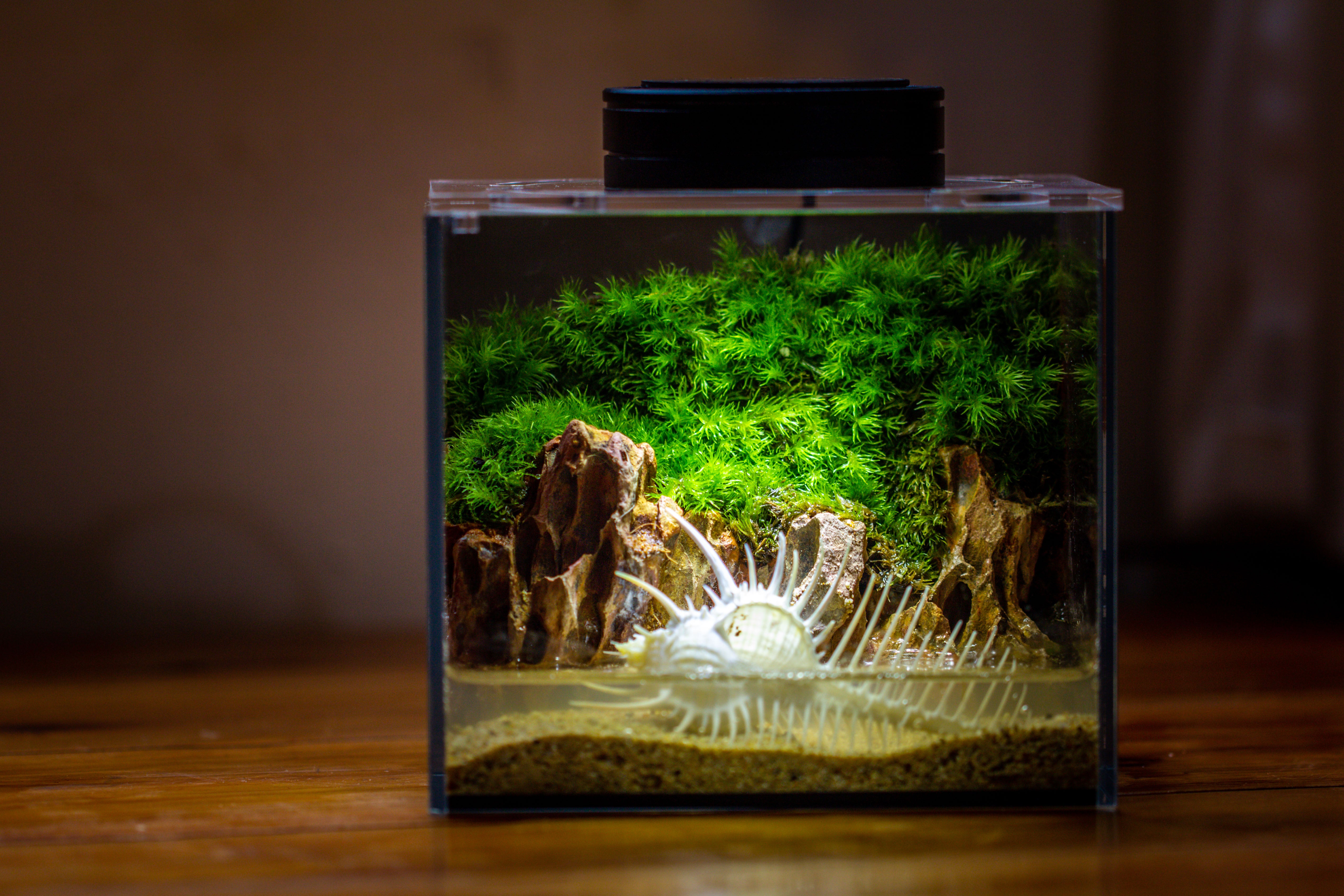 Watertight Glass Terrarium with LED Grow Light, Acrylic Lid for Moss Wall, vertical planting-15x11x13cm / 5.9x4.3x5.1'' - NCYPgarden