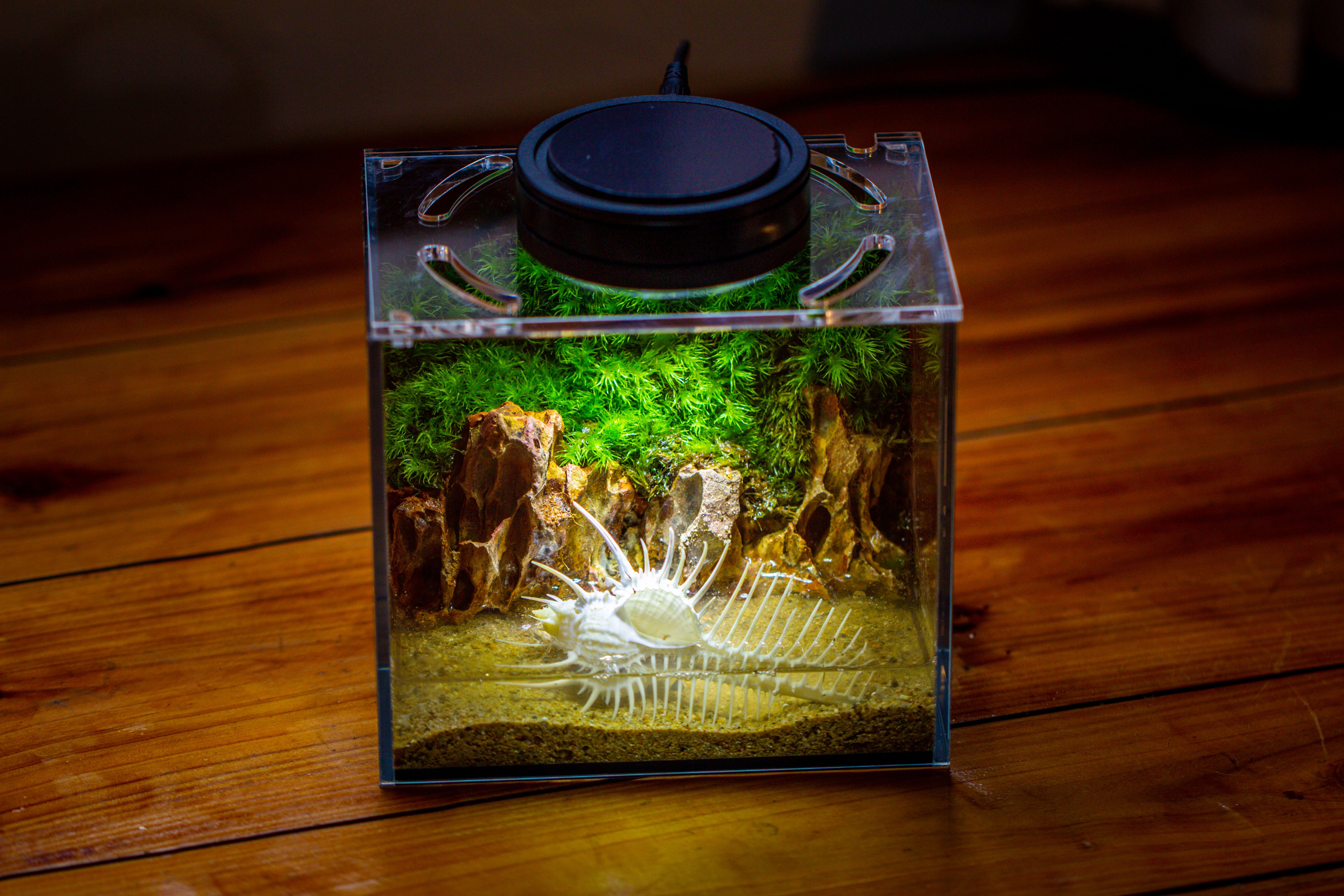 Watertight Glass Terrarium with LED Grow Light, Acrylic Lid for Moss Wall, vertical planting-15x11x13cm / 5.9x4.3x5.1'' - NCYPgarden