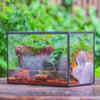 NCYP Watertight Close Rectangle Geometric Glass Tin Terrarium, for small waterpond, moss landscape, Live Miniature, water pond, landscape - NCYPgarden